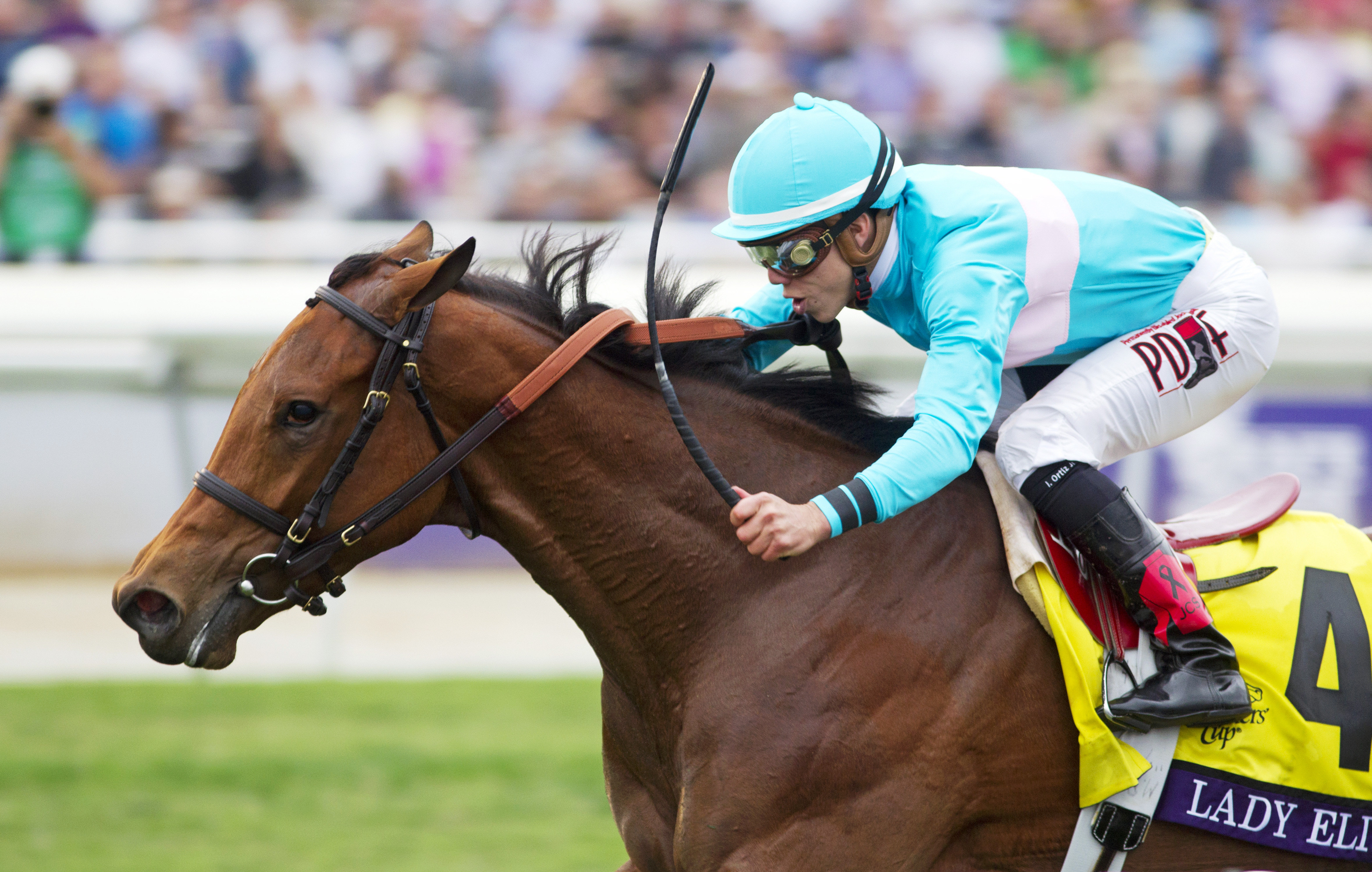 Lady Eli wins the Breeders' Cup Juvenile Fillies Turf