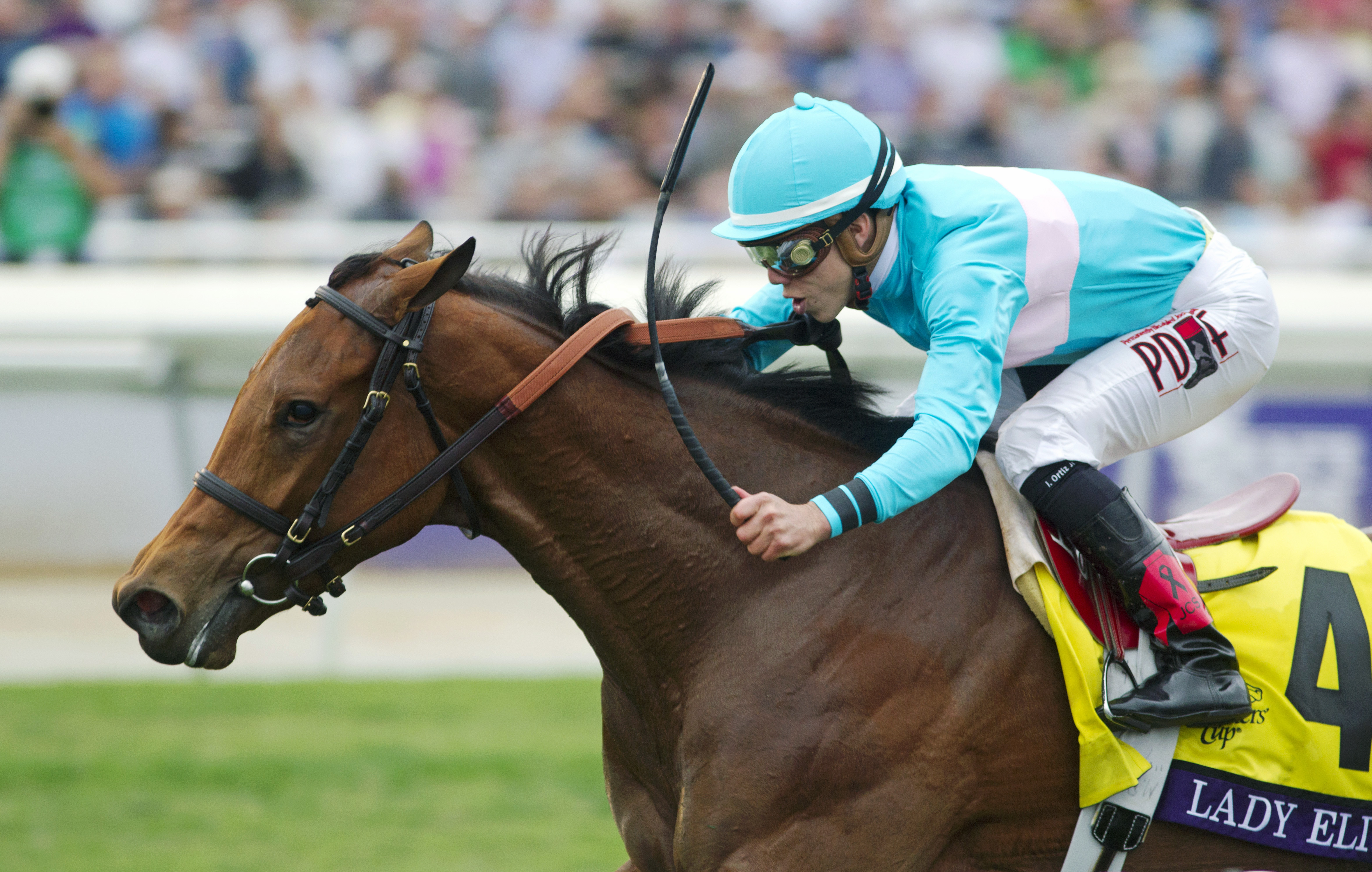 Lady Eli wins the Breeders' Cup Juvenile Fillies Turf Stakes