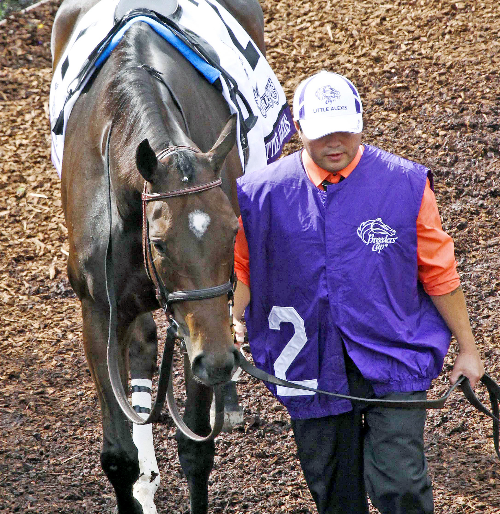 Little Alexis at the Breeders' Cup