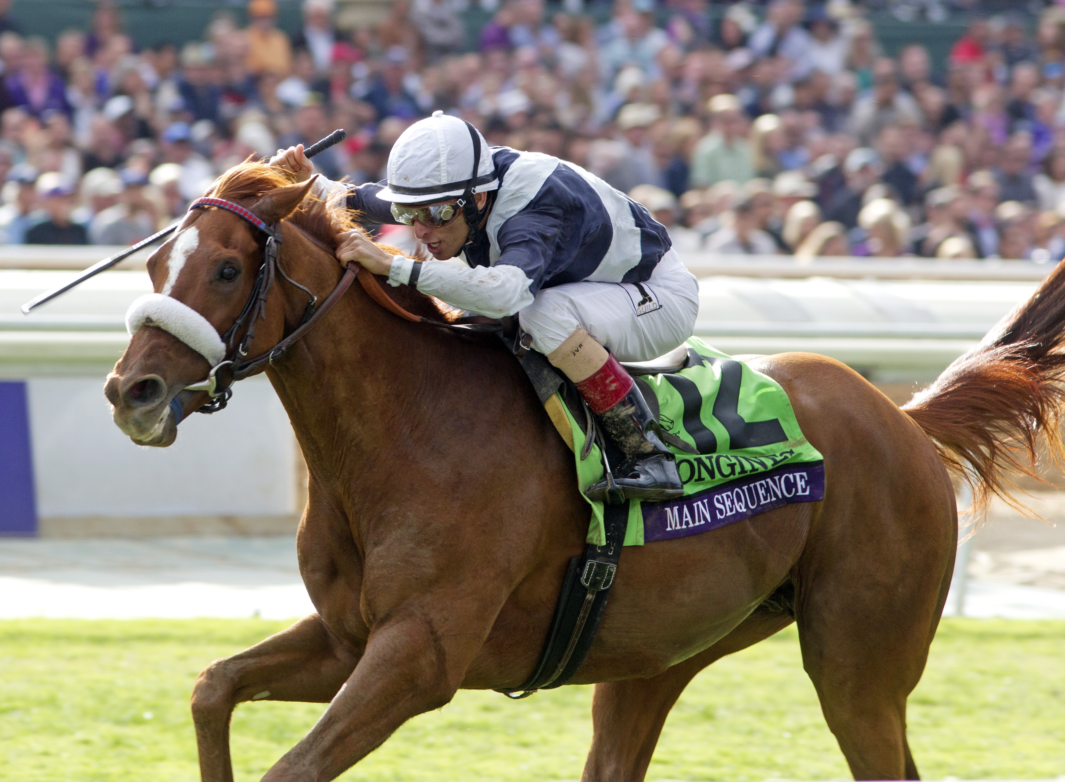 Main Sequence wins the Breeders' Cup Turf