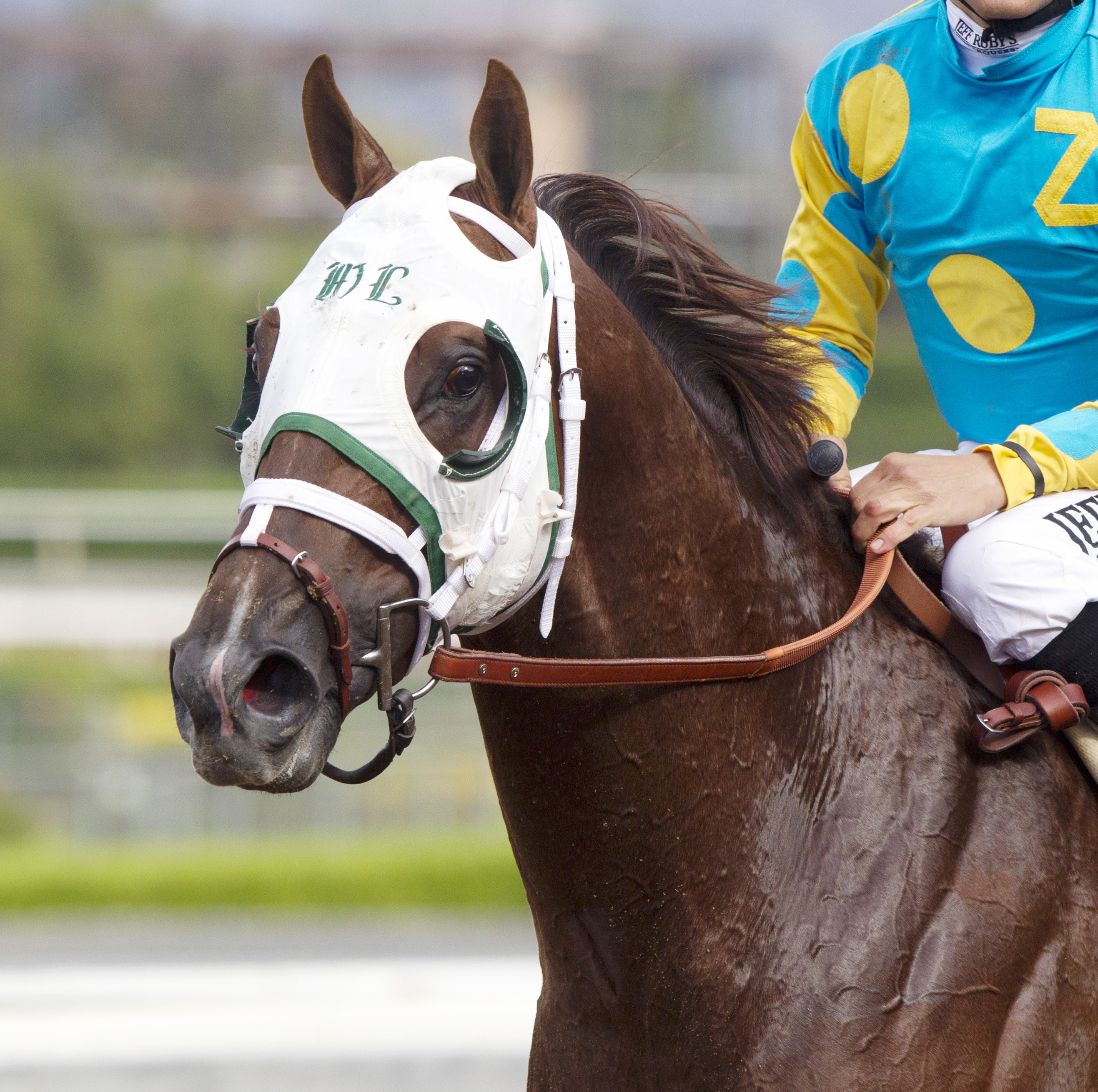 Mr. Z at the Breeders' Cup Juvenile