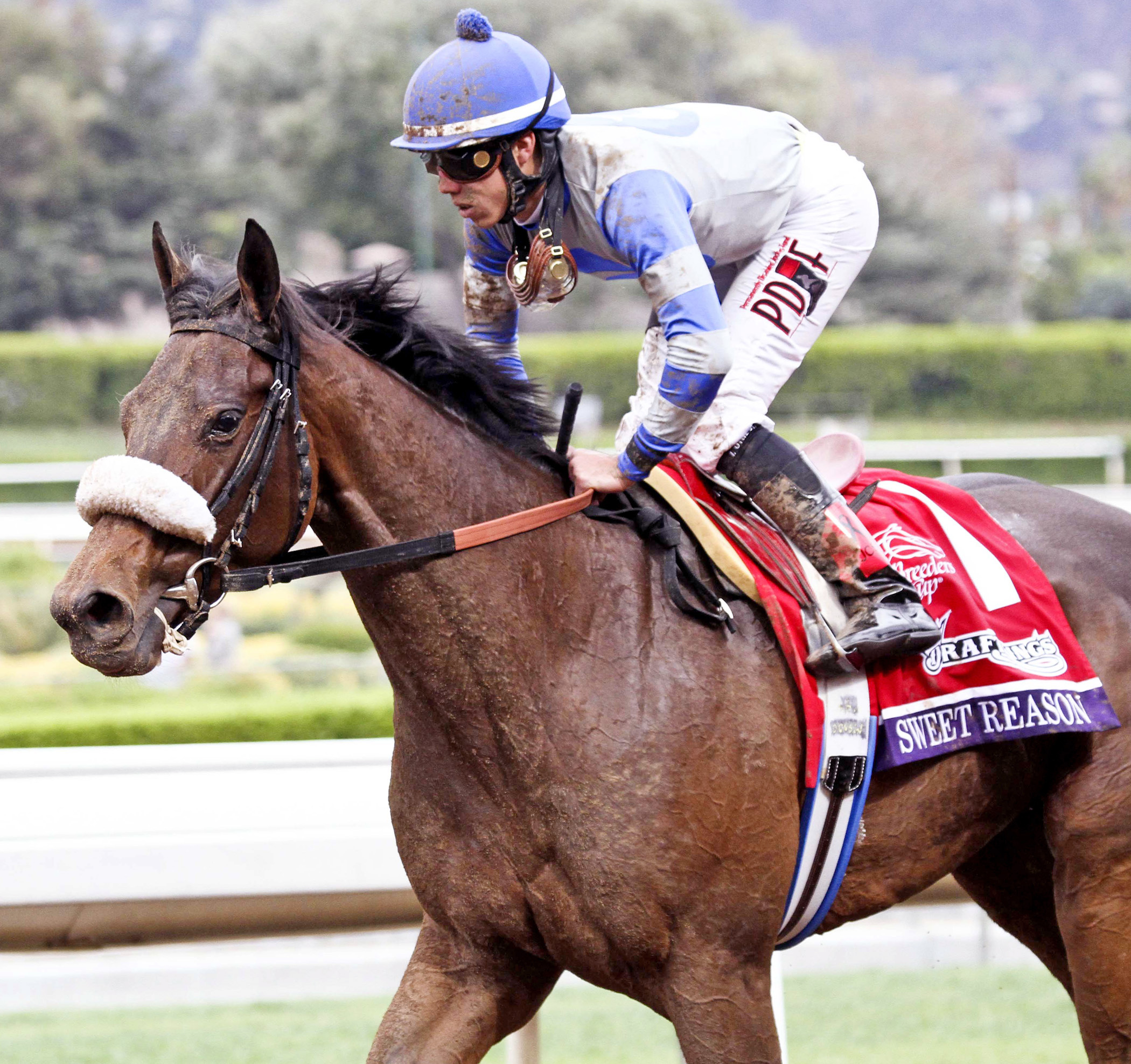 Sweet Reason finishes eighth in the BC Filly and Mare Sprint