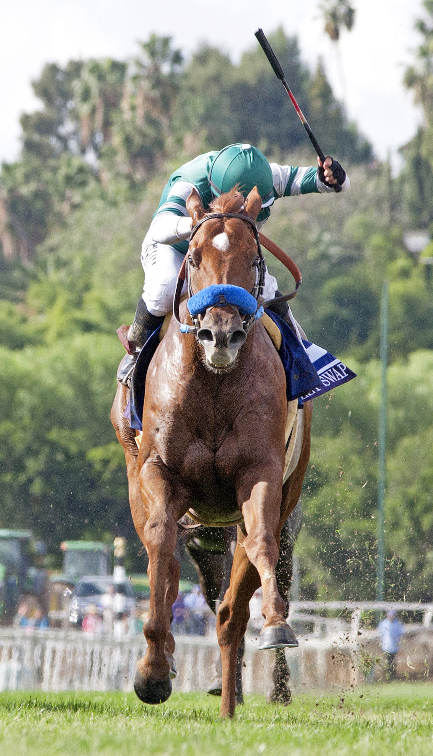 Sweet Swap finishes fifth in the Breeders' Cup Turf Sprint
