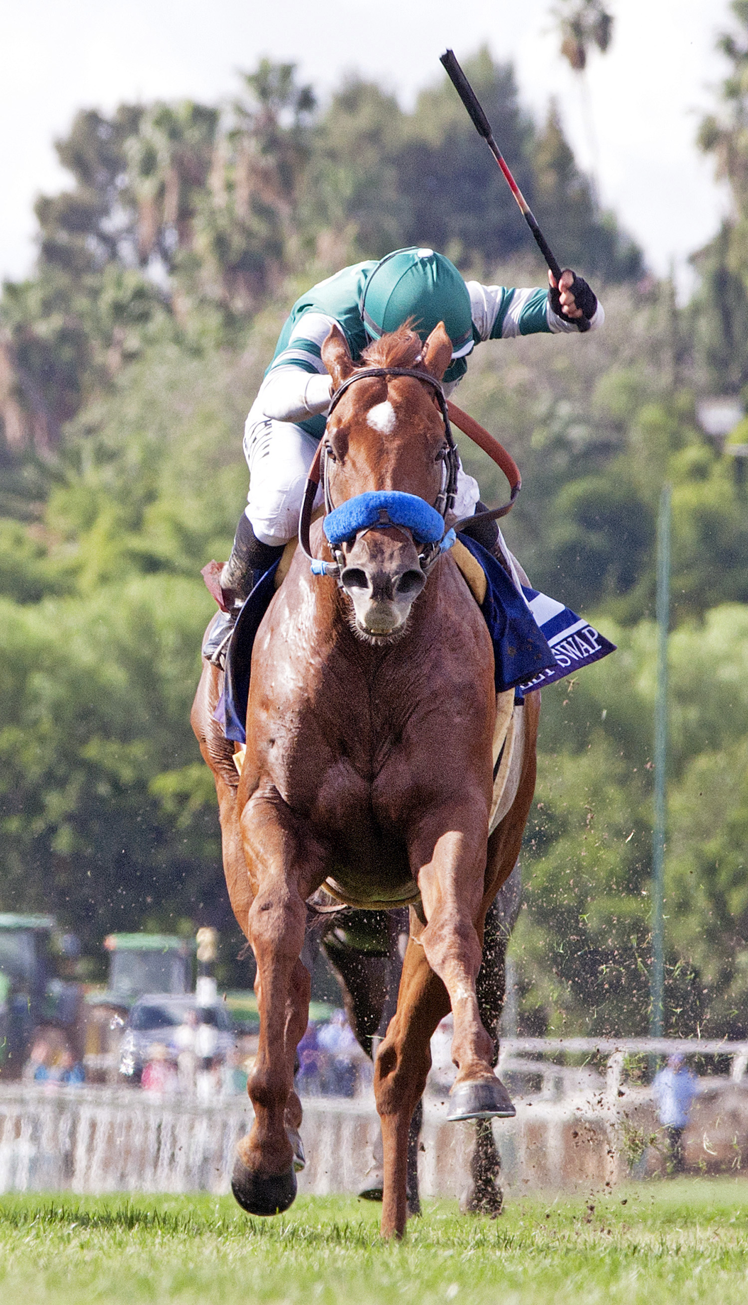 Sweet Swap finishes fifth in the Breeders' Cup Turf Sprint