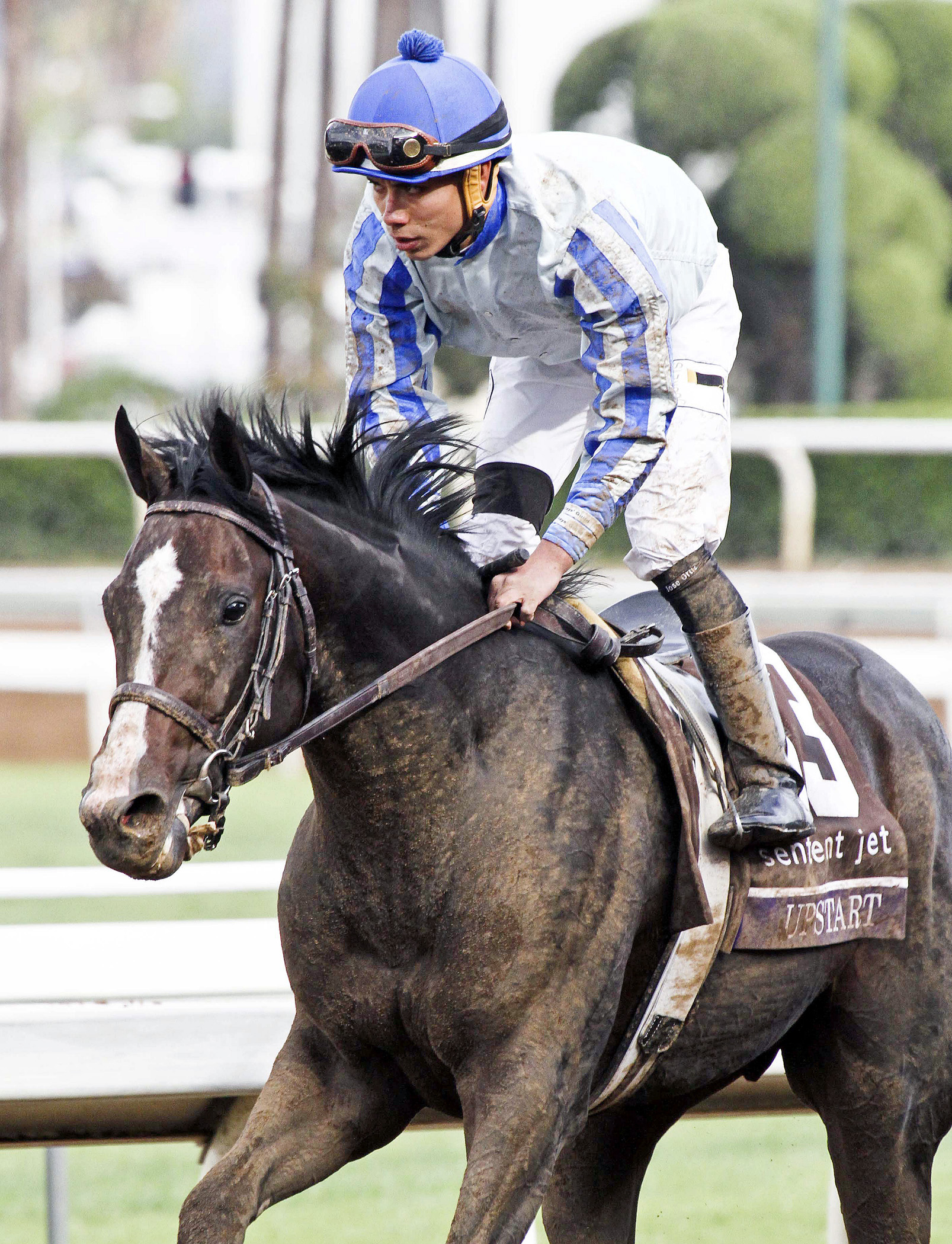 Upstart finishes third in the Breeders' Cup Juvenile