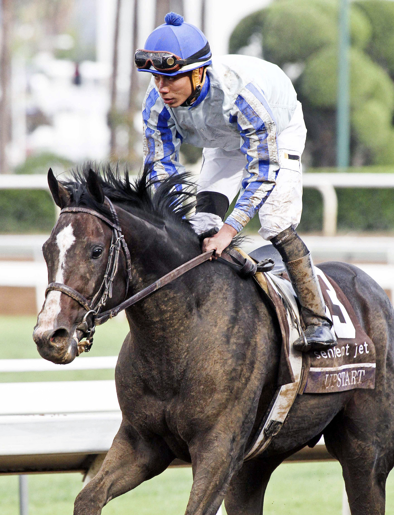 Upstart finishes third in the Breeders' Cup Juvenile