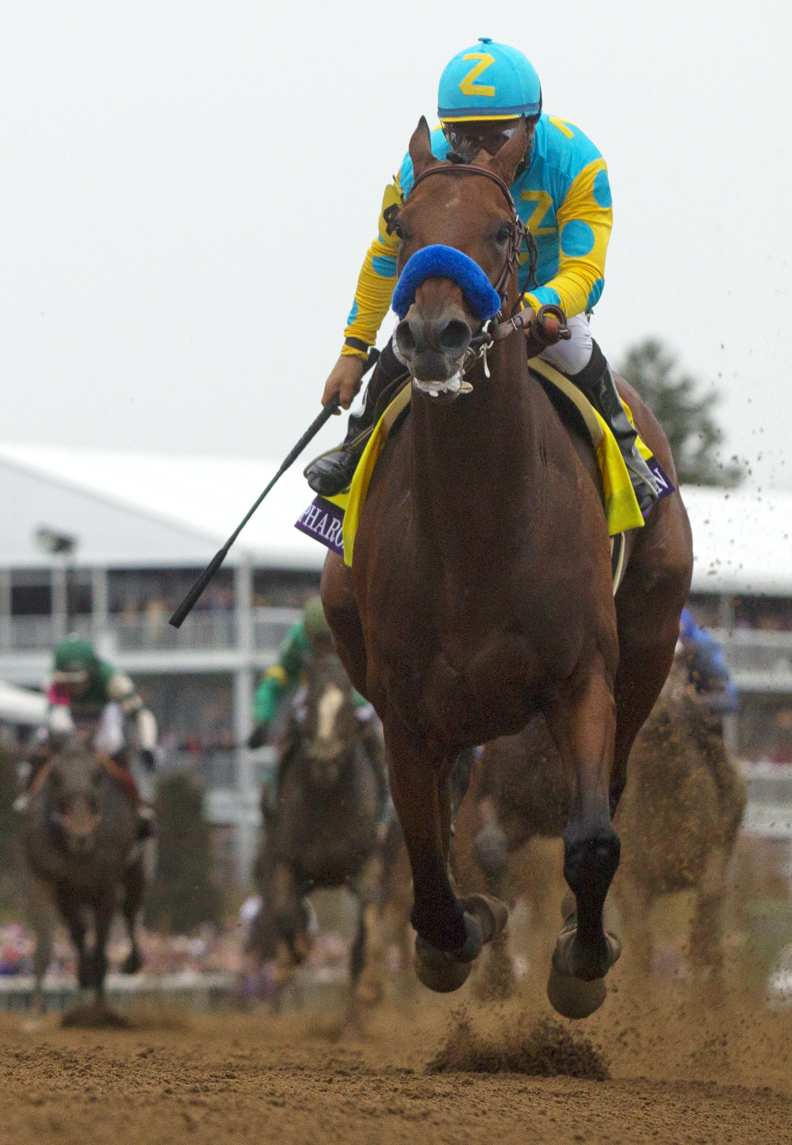 American Pharoah wins the Breeders' Cup Classic