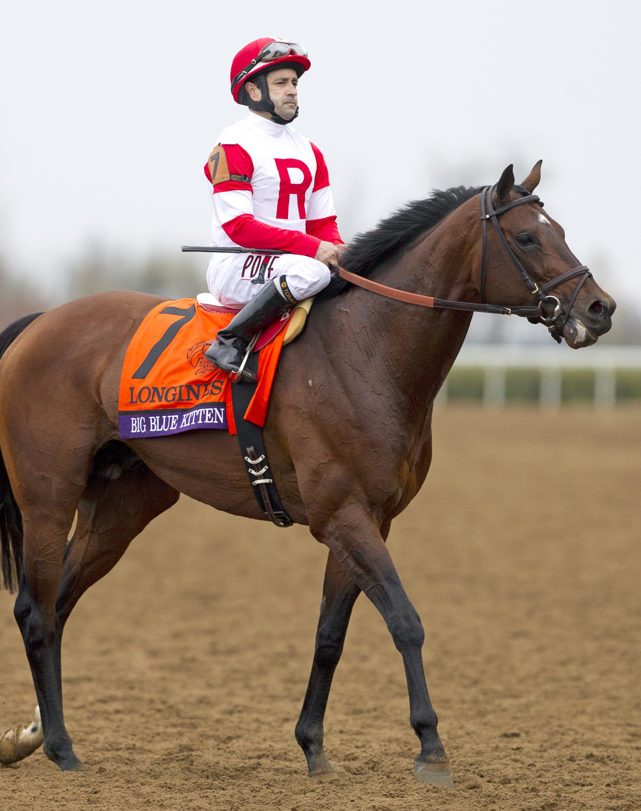 Big Blue Kitten at the Breeders' Cup Turf