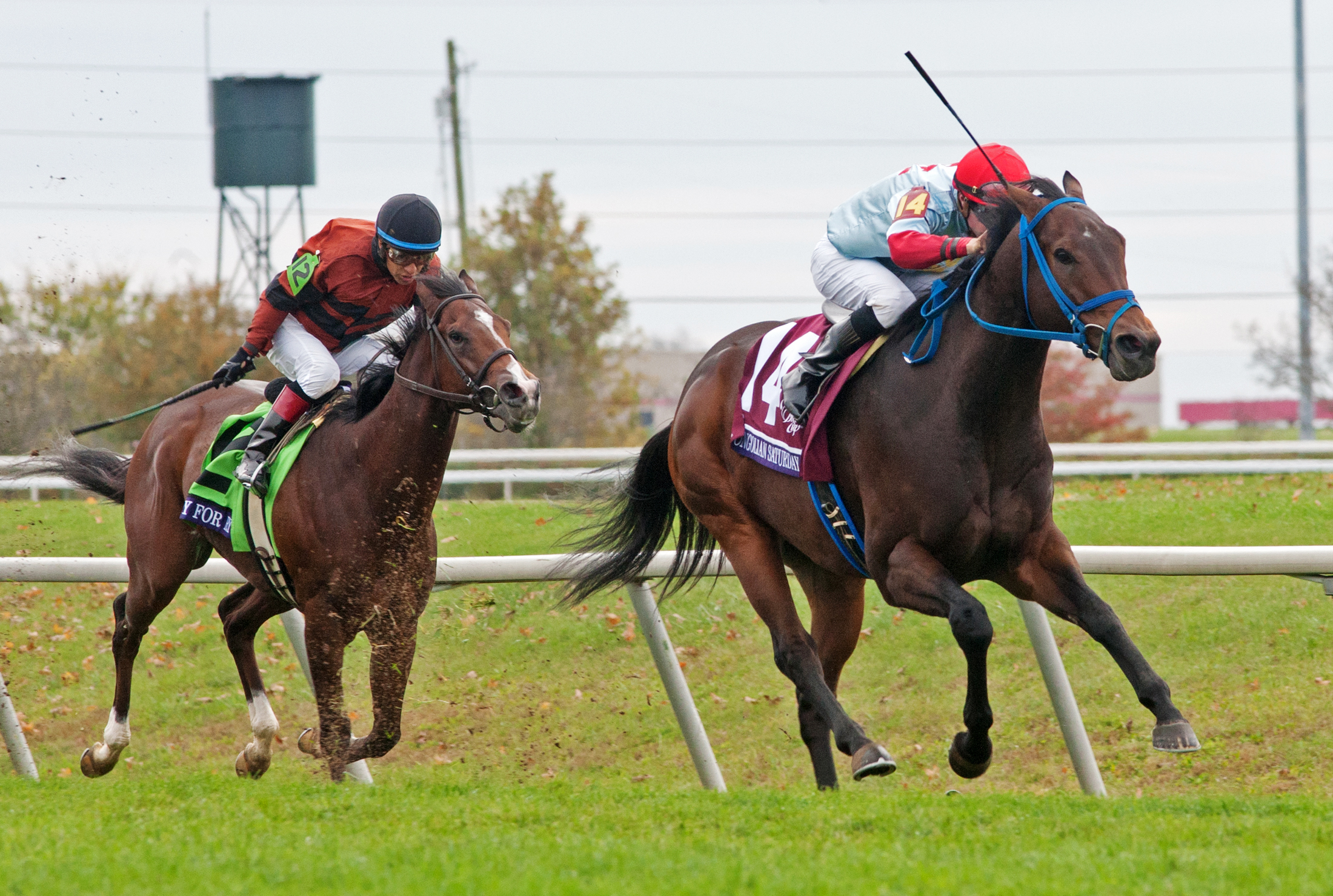 Mongolian Saturday wins the Breeders' Cup Turf Sprint