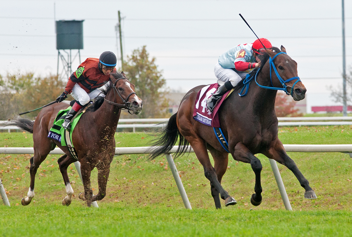 Mongolian Saturday wins the 2015 Breeders Cup Turf Sprint