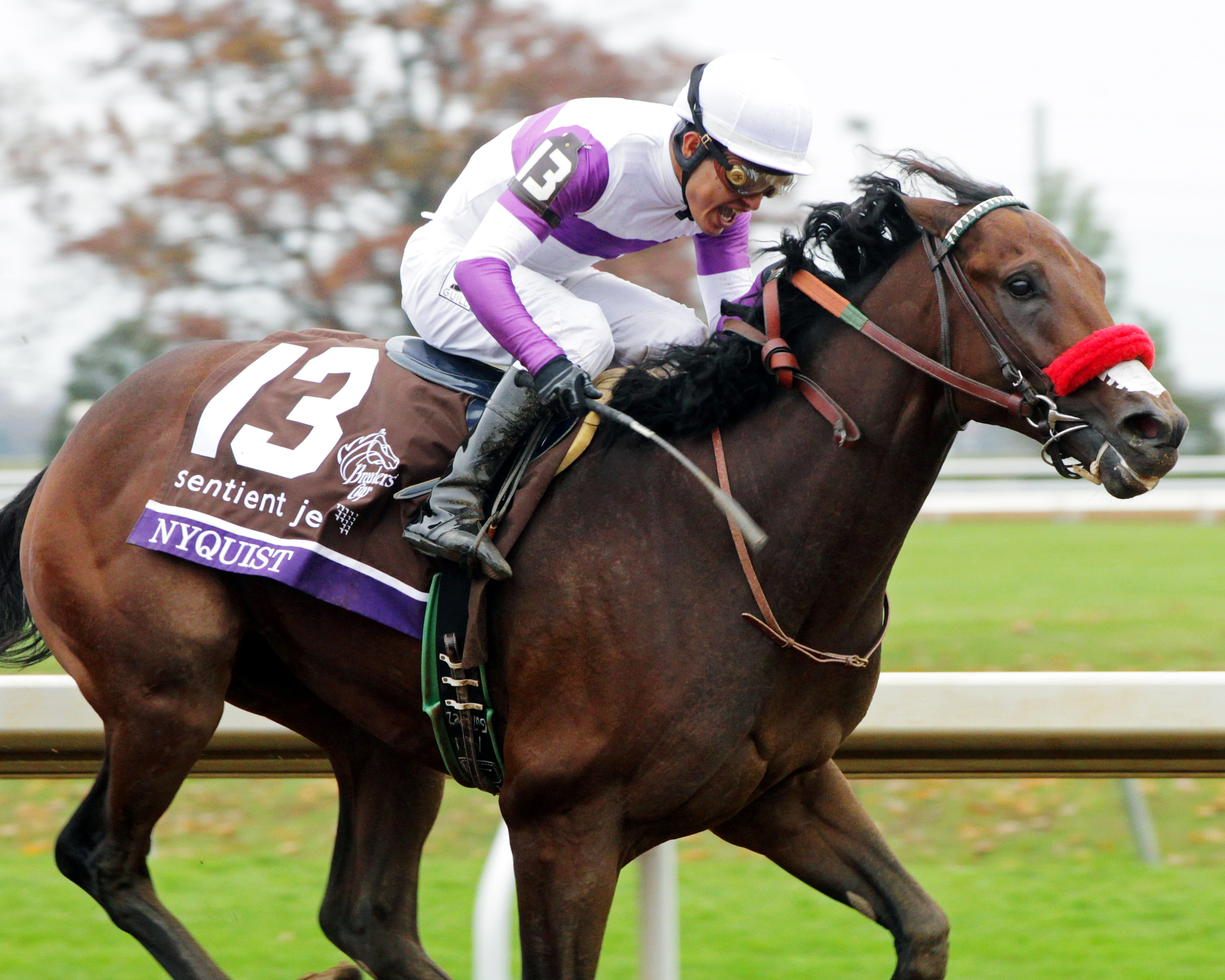 Nyquist wins the Breeders' Cup Juvenile