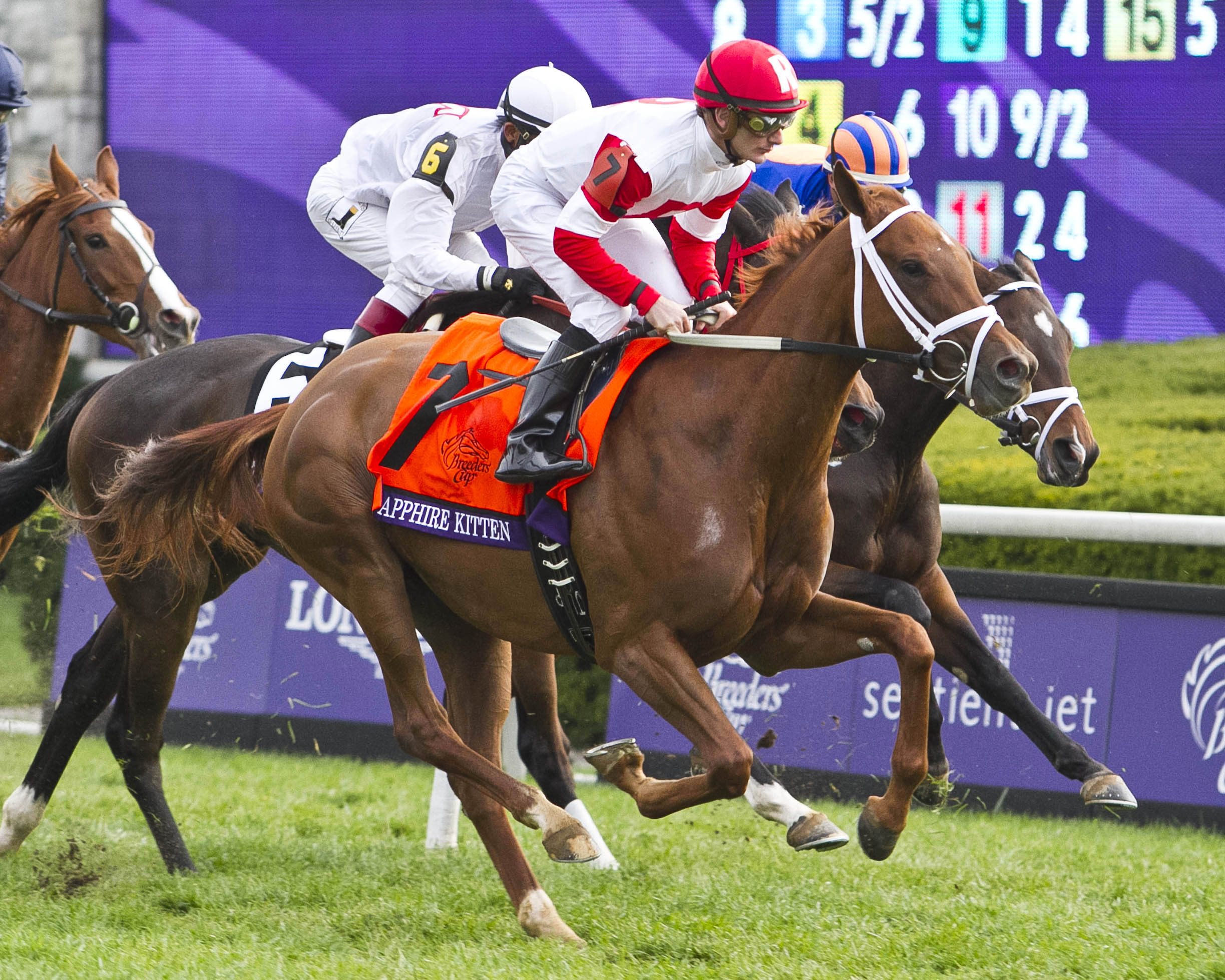 Sapphire Kitten finishes fourth in the Breeders' Cup Juvenile Fillies Turf