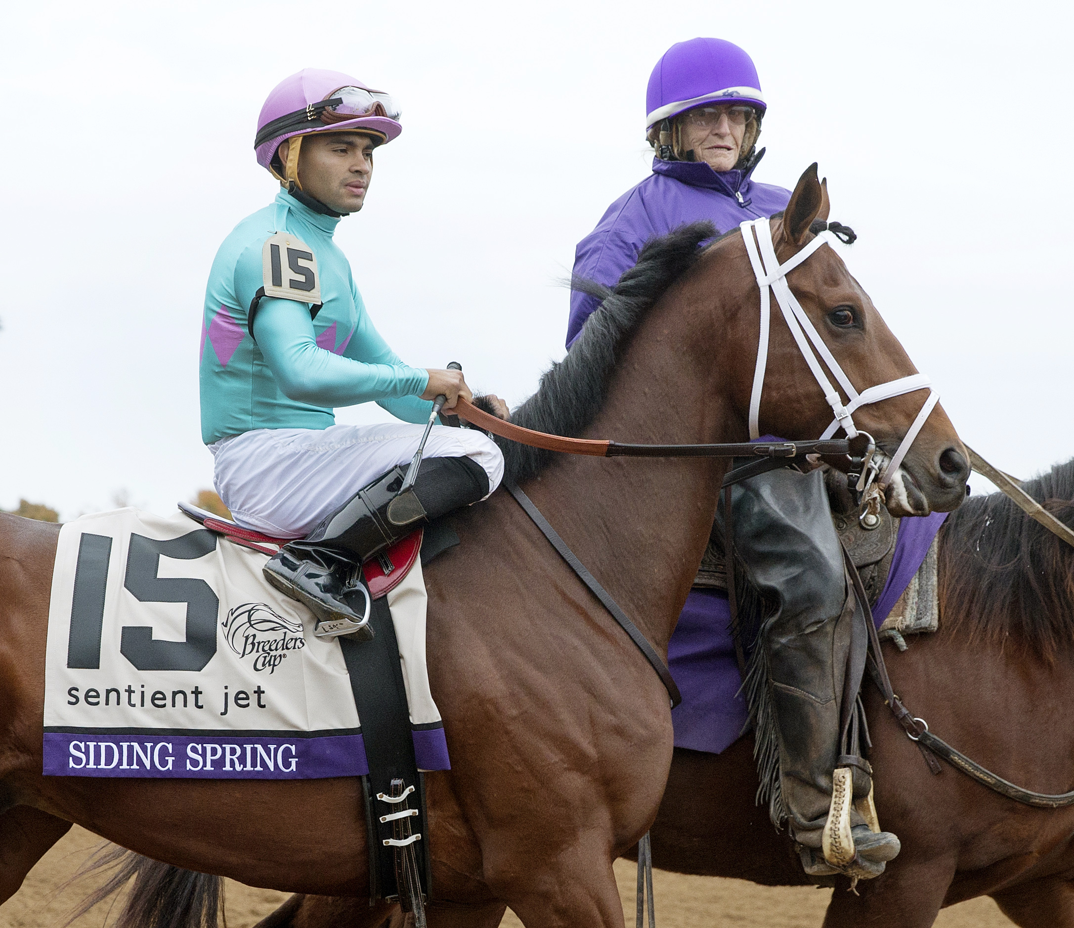 Siding Spring at the 2015 Breeders' Cup