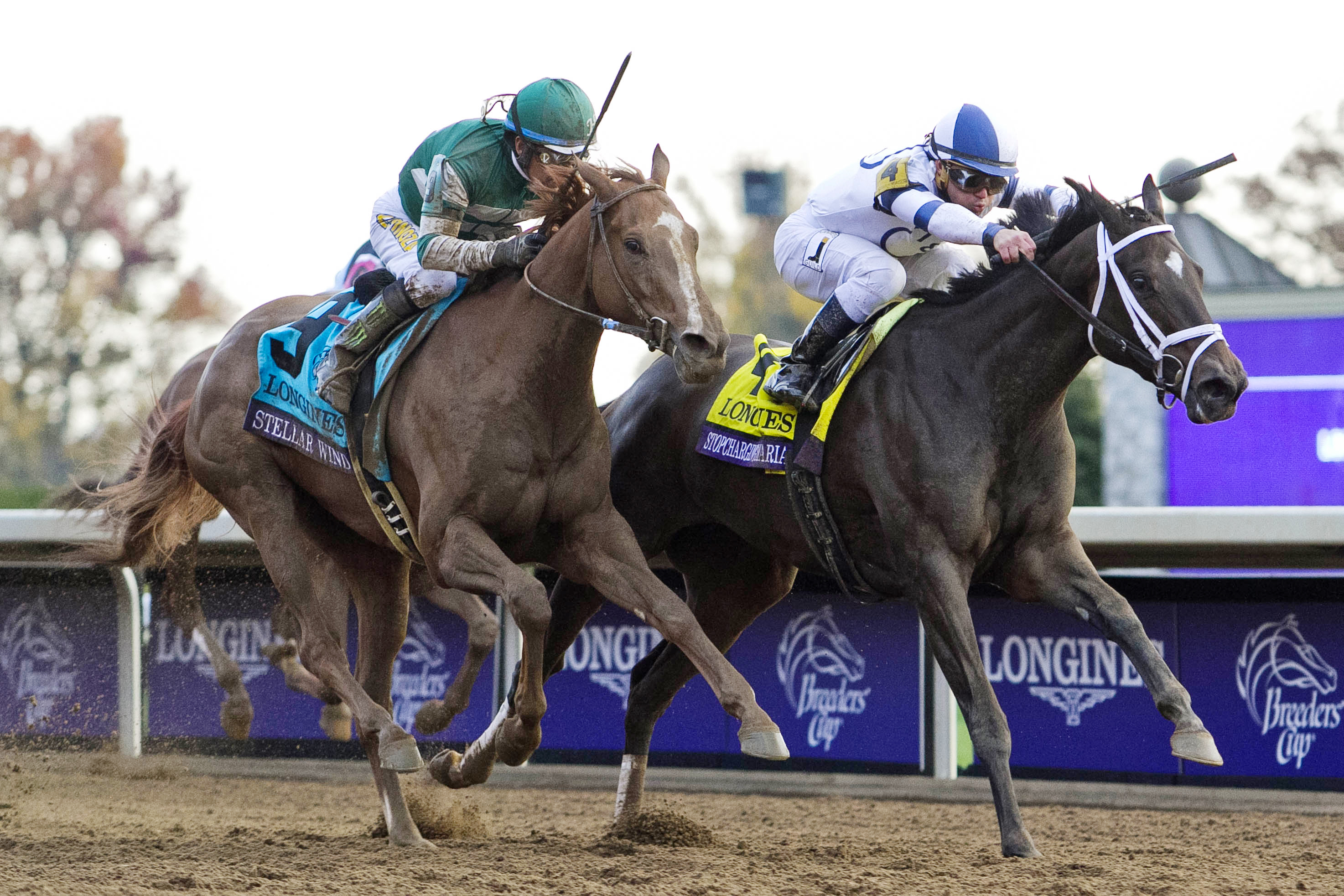 Stellar Wind finishes second in the Breeders' Cup Distaff