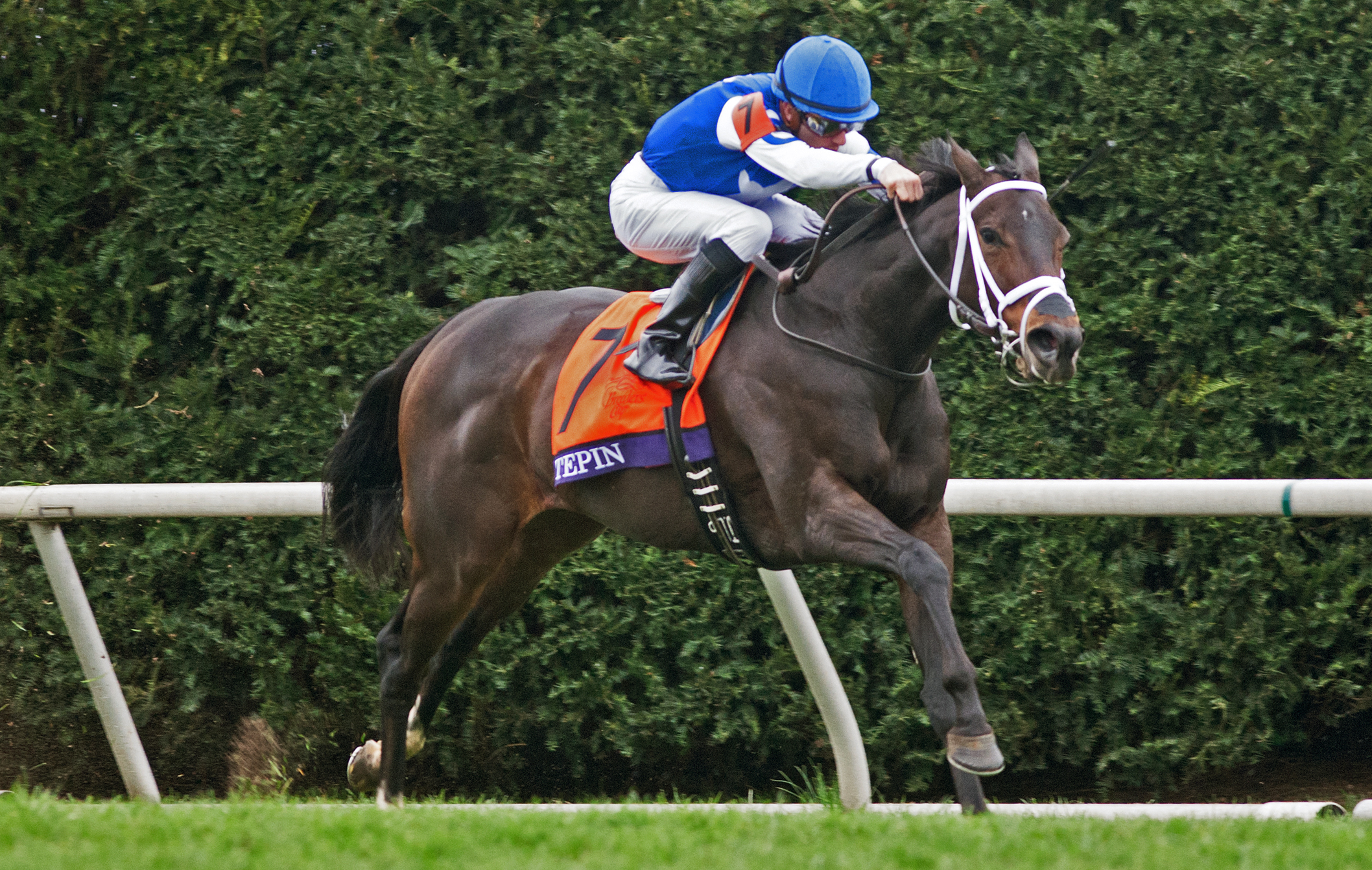 Tepin wins the 2015 Breeders' Cup Mile