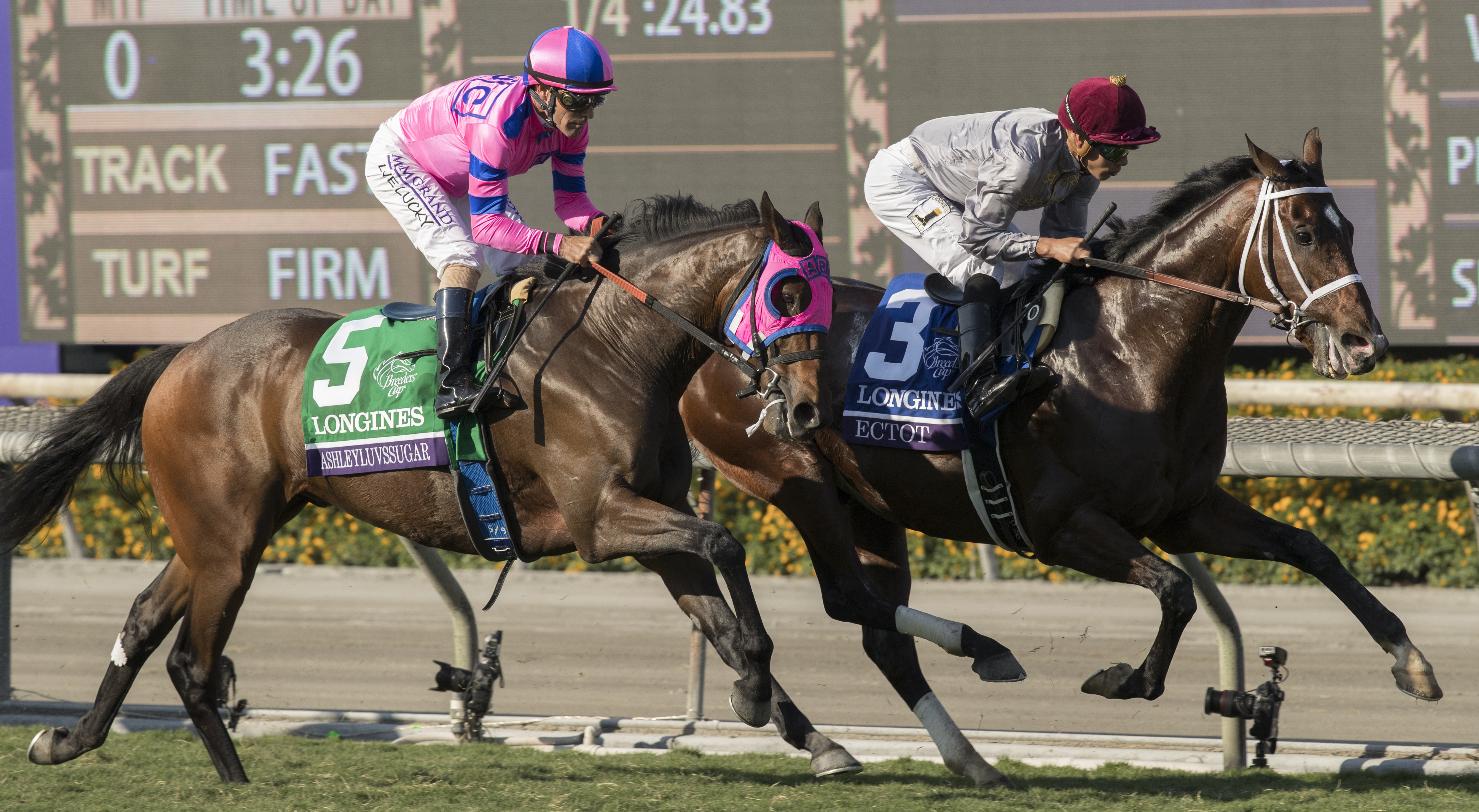 Ashleyluvssugar finishes fifth in the Breeders' Cup Turf