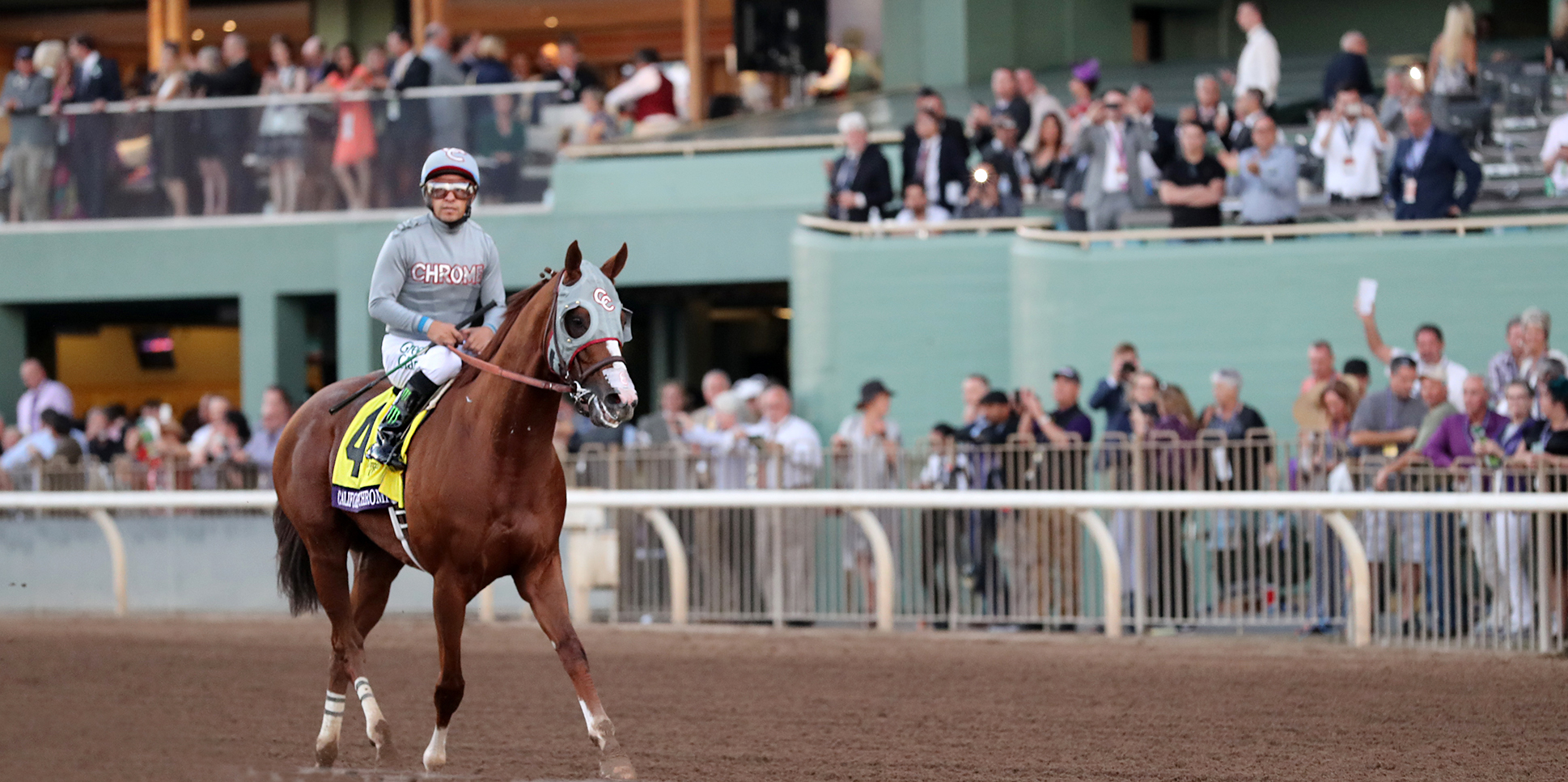California Chrome after finishing second in the Breeders' Cup Classic