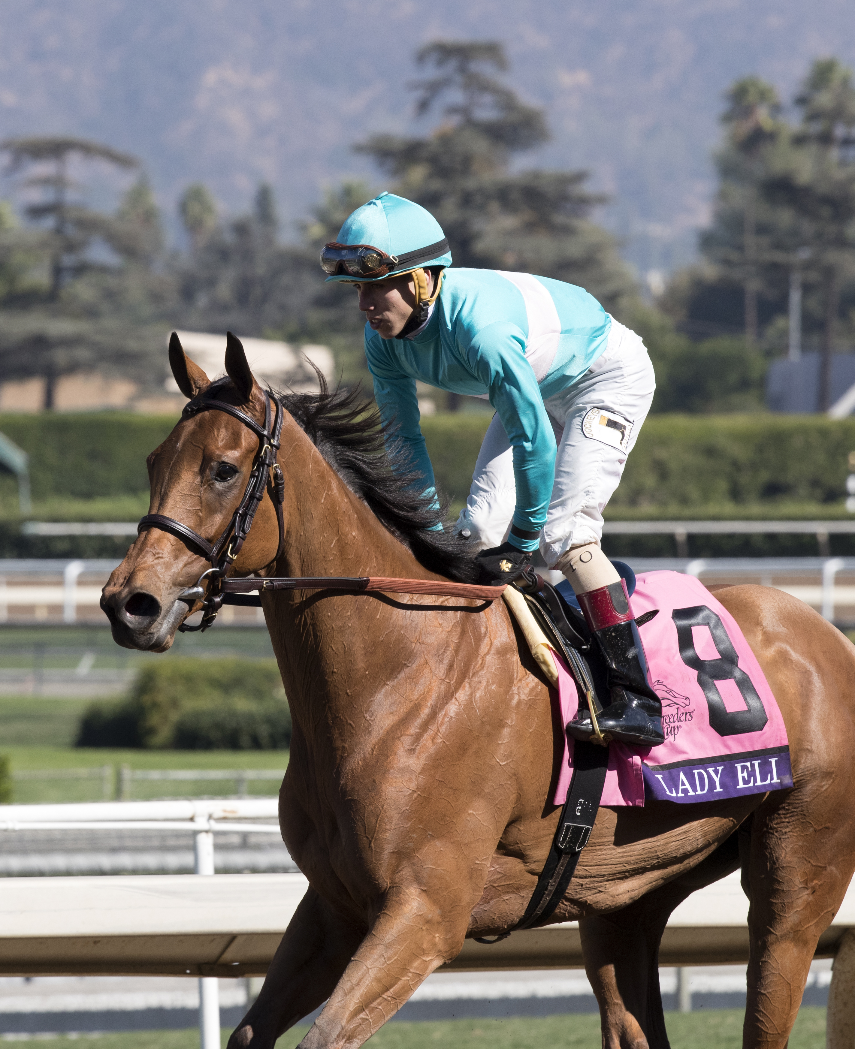Lady Eli after the Breeders' Cup Filly and Mare Turf