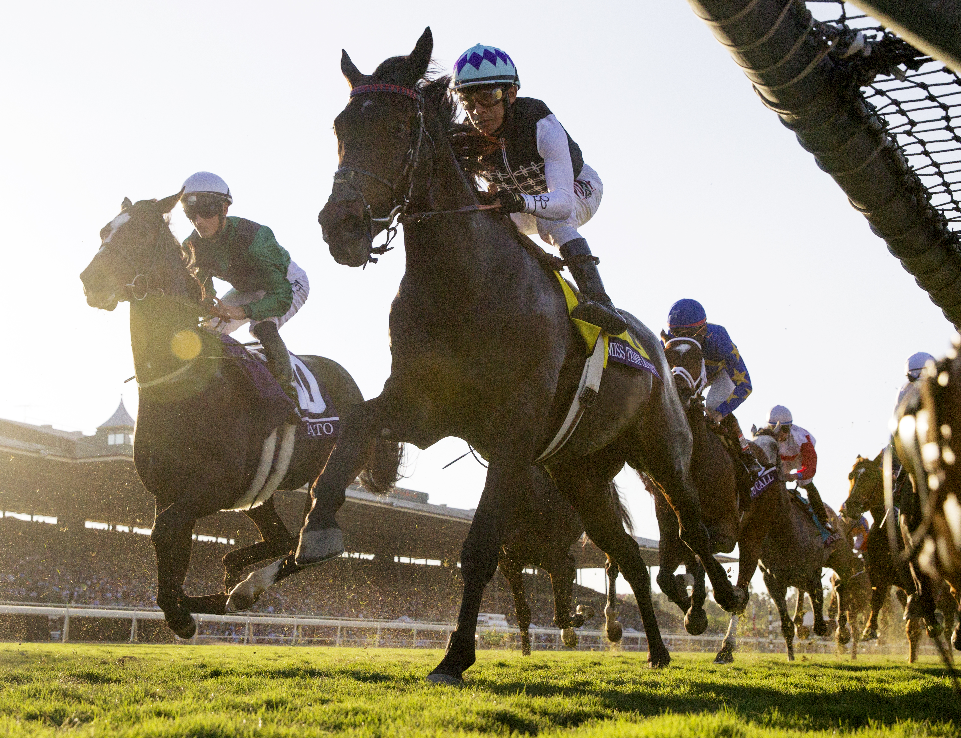 Miss Temple City finishes sixth in the Breeders' Cup Mile
