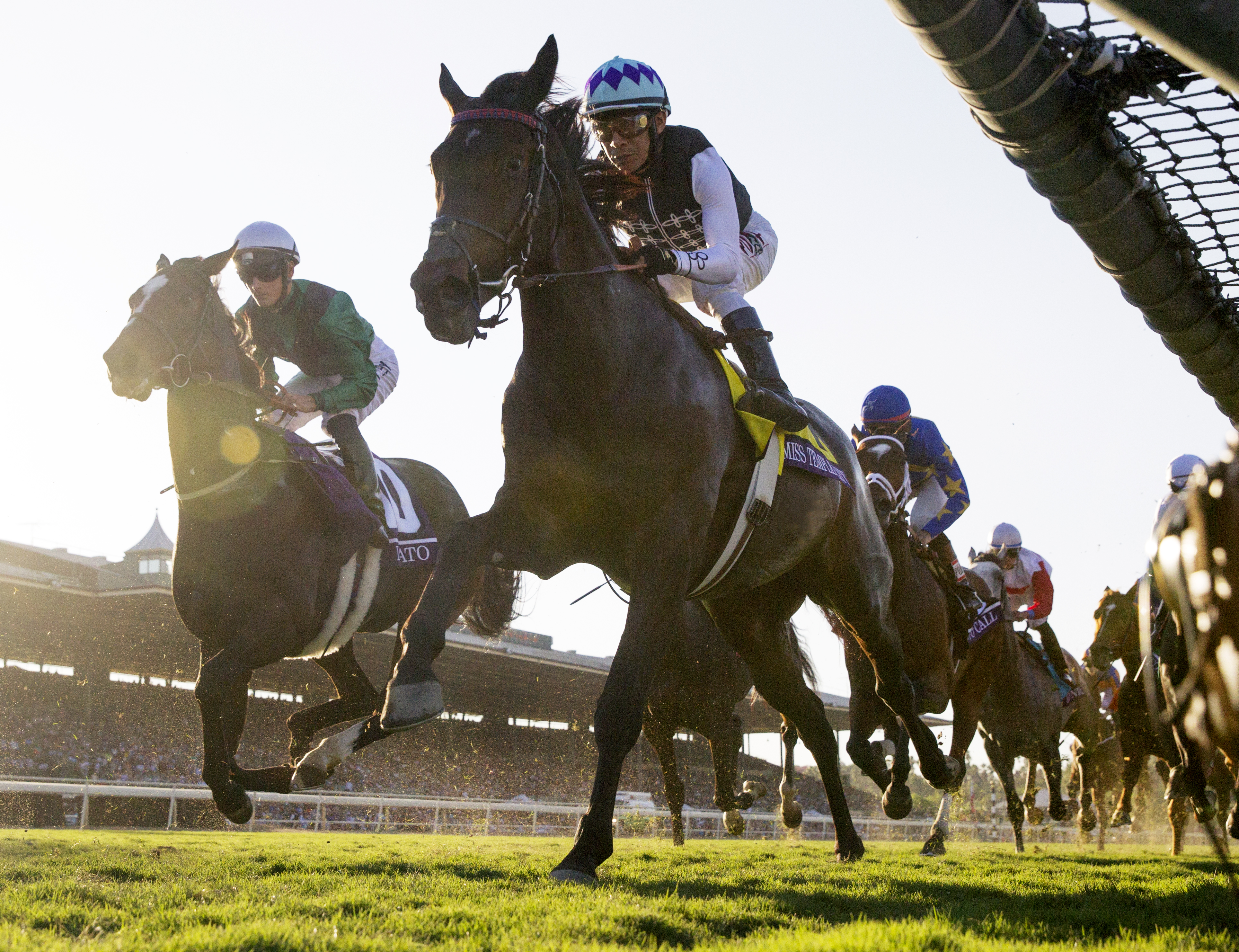 Limato finishes sixth in the Breeders' Cup Mile