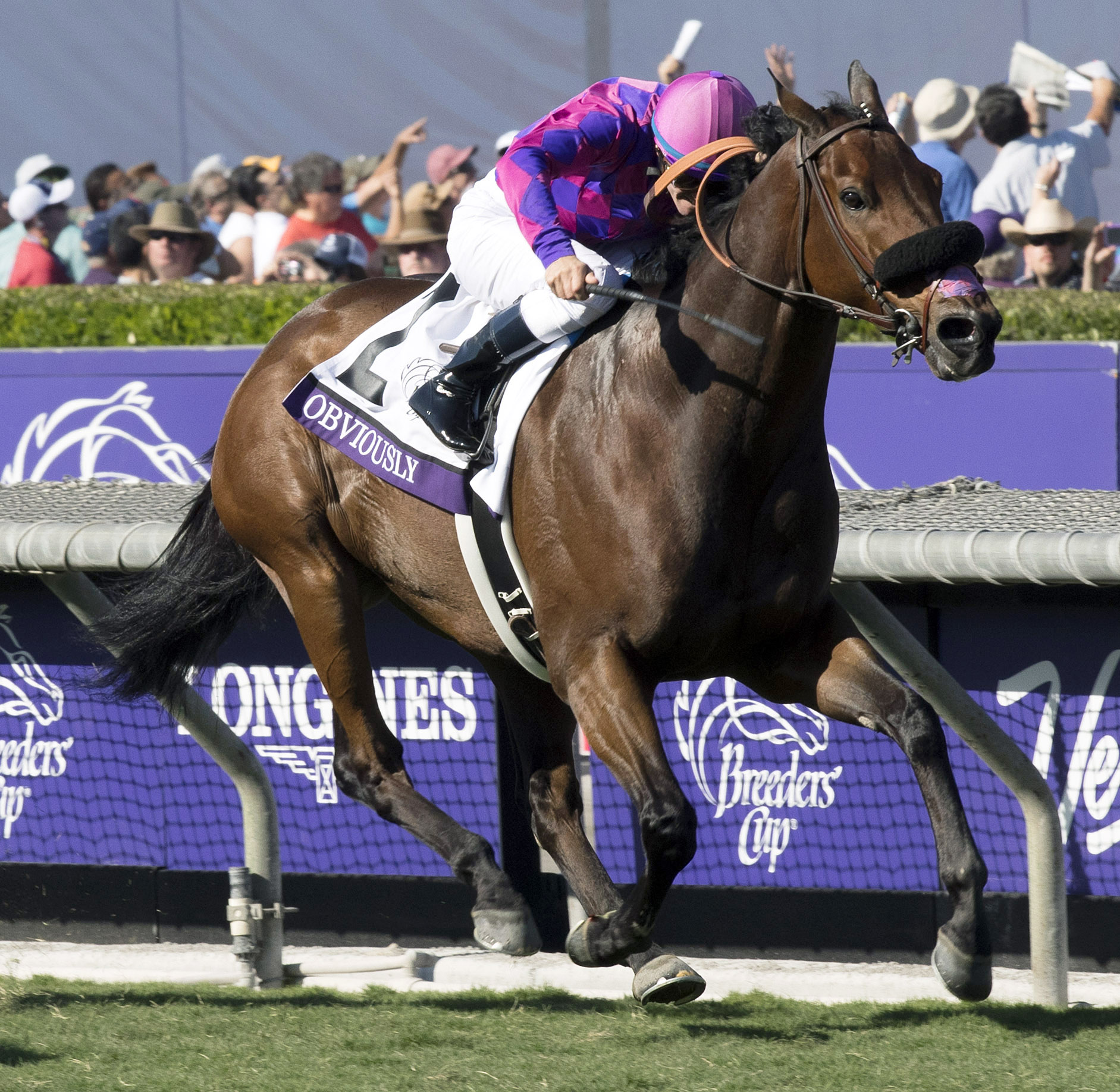 Obviously wins the 2016 Breeders' Cup Turf Sprint