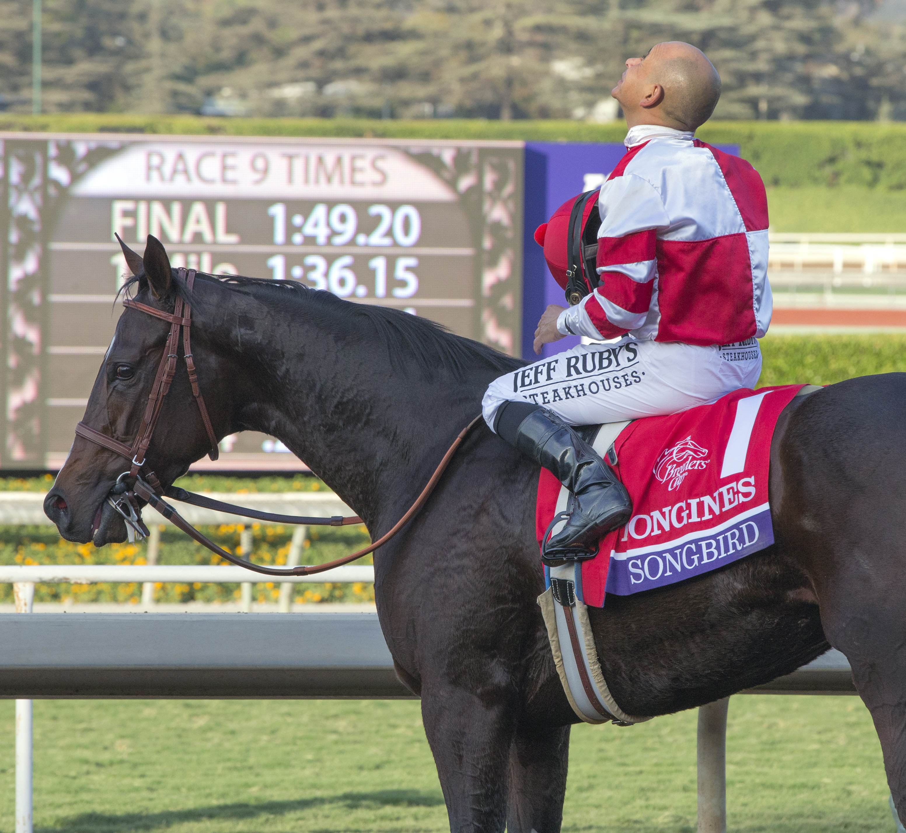Songbird after the Breeders' Cup Distaff