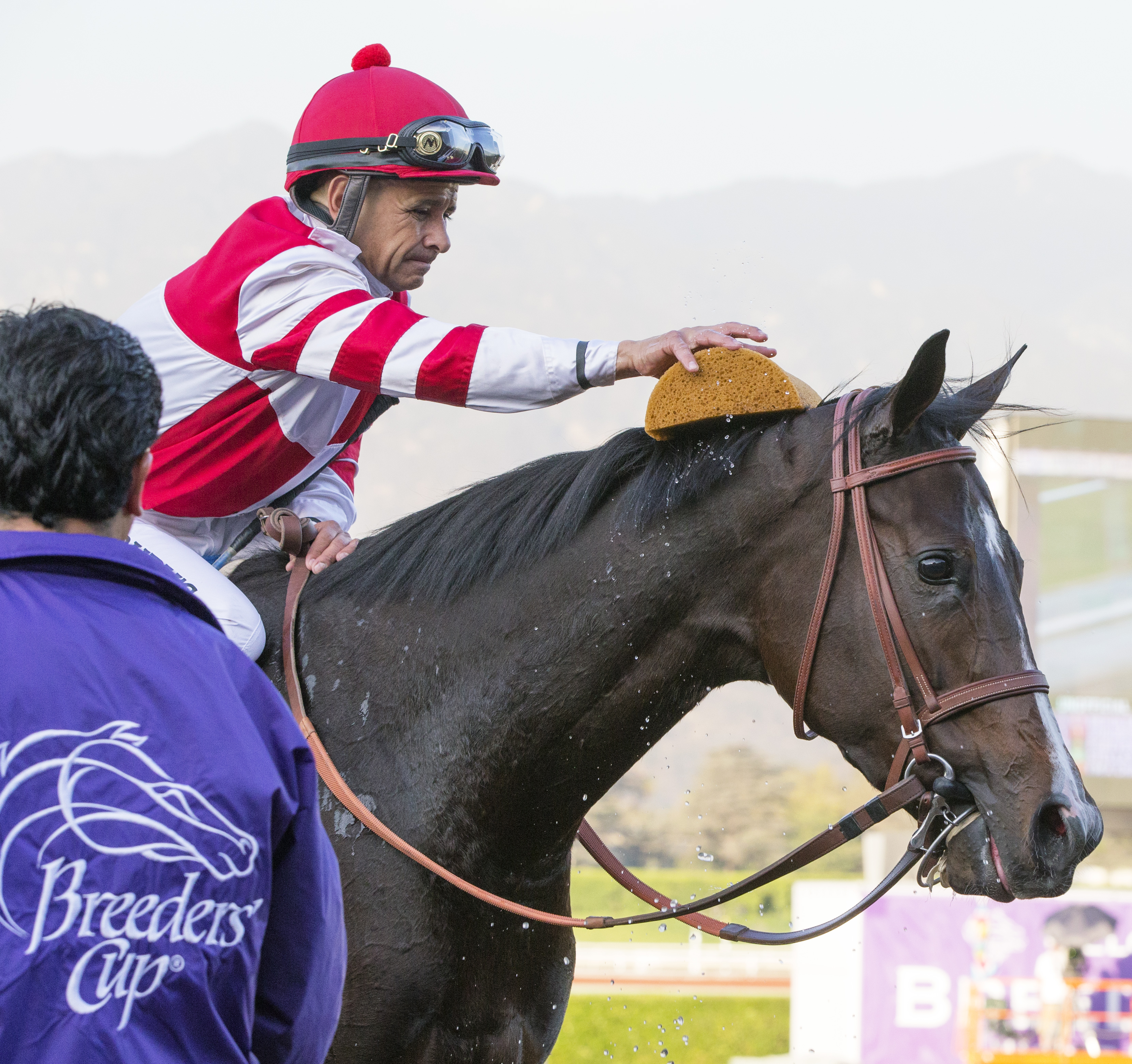 Songbird after finishing second in the Breeders' Cup Distaff