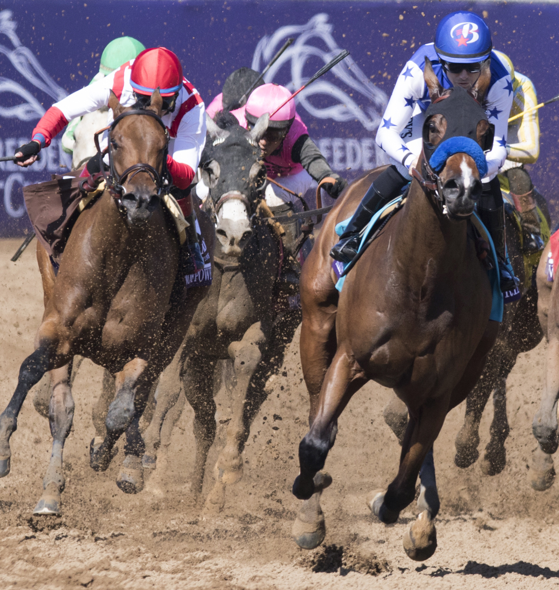 Alluring Star finishes second in the Breeders Cup Juvenile Fillies