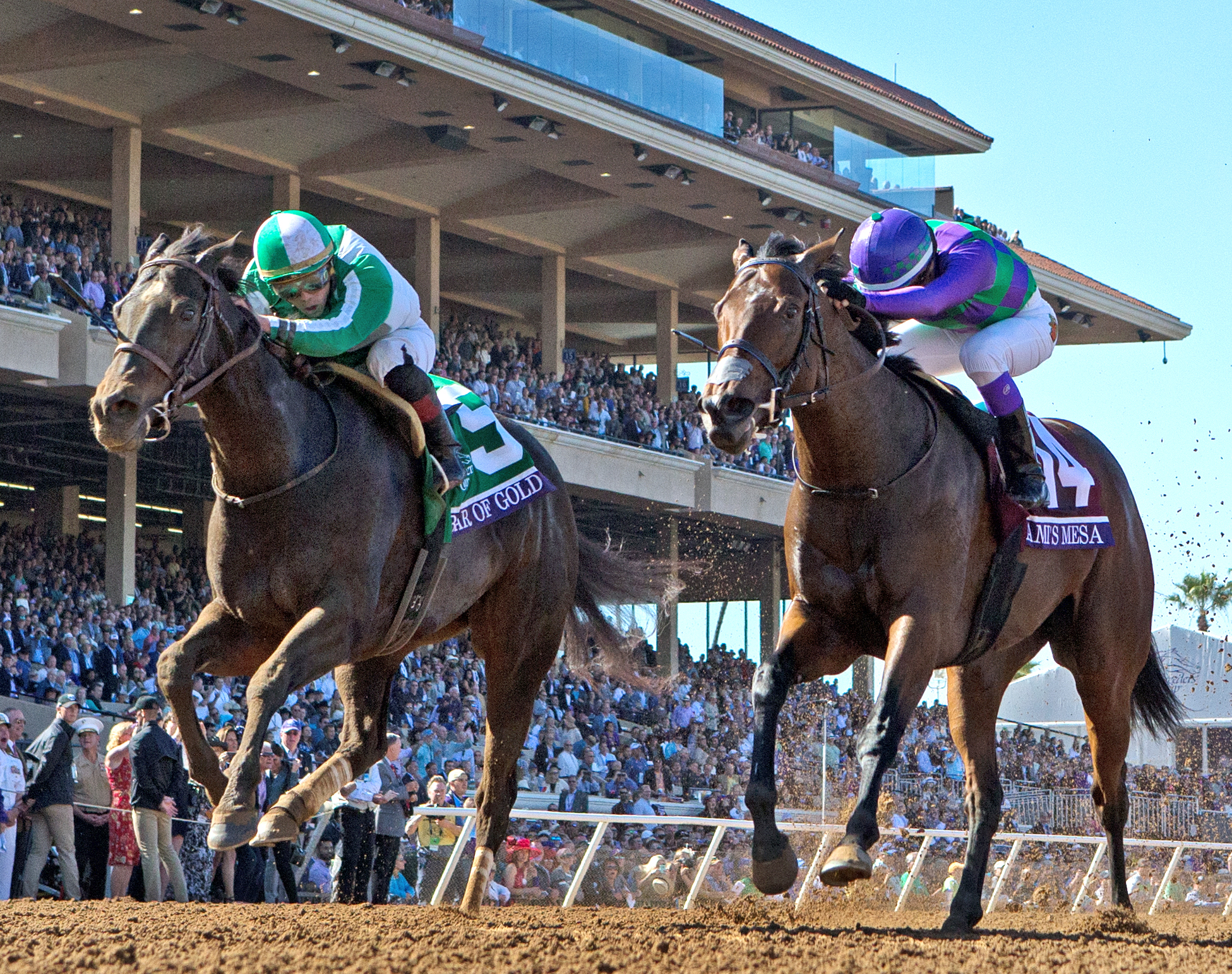 Amis Mesa finishes second in the Breeders Cup Filly and Mare Sprint