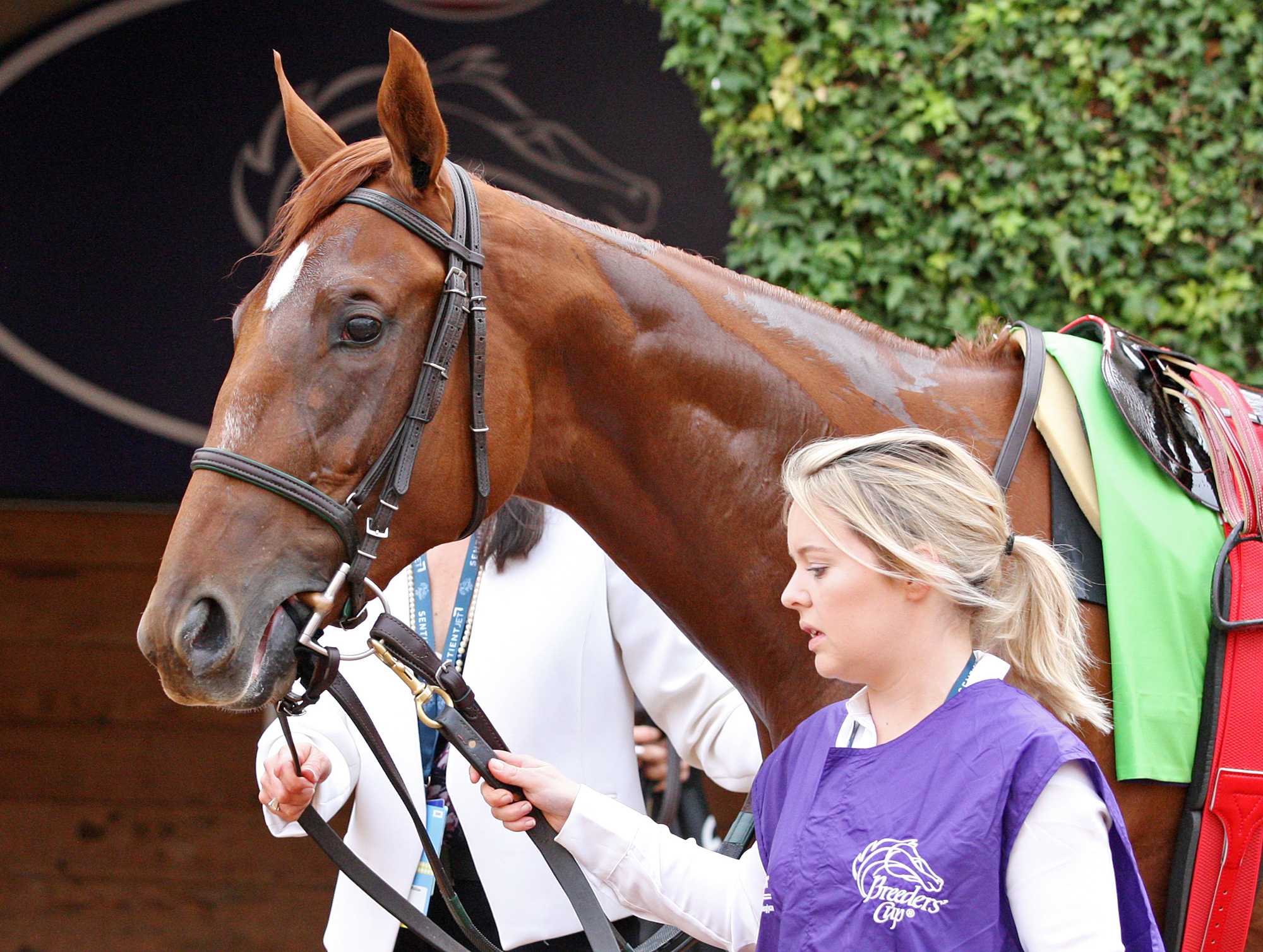 Dixie Moon at the Breeders Cup