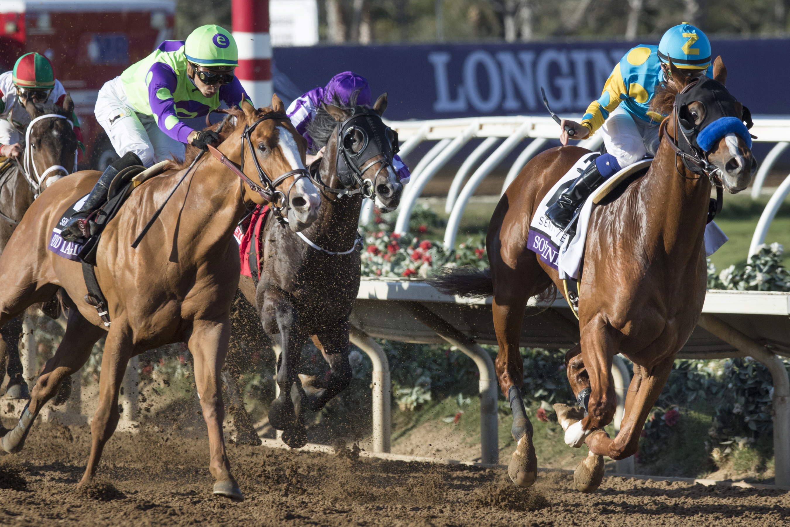Solomini finishes second in the Breeders Cup Juvenile