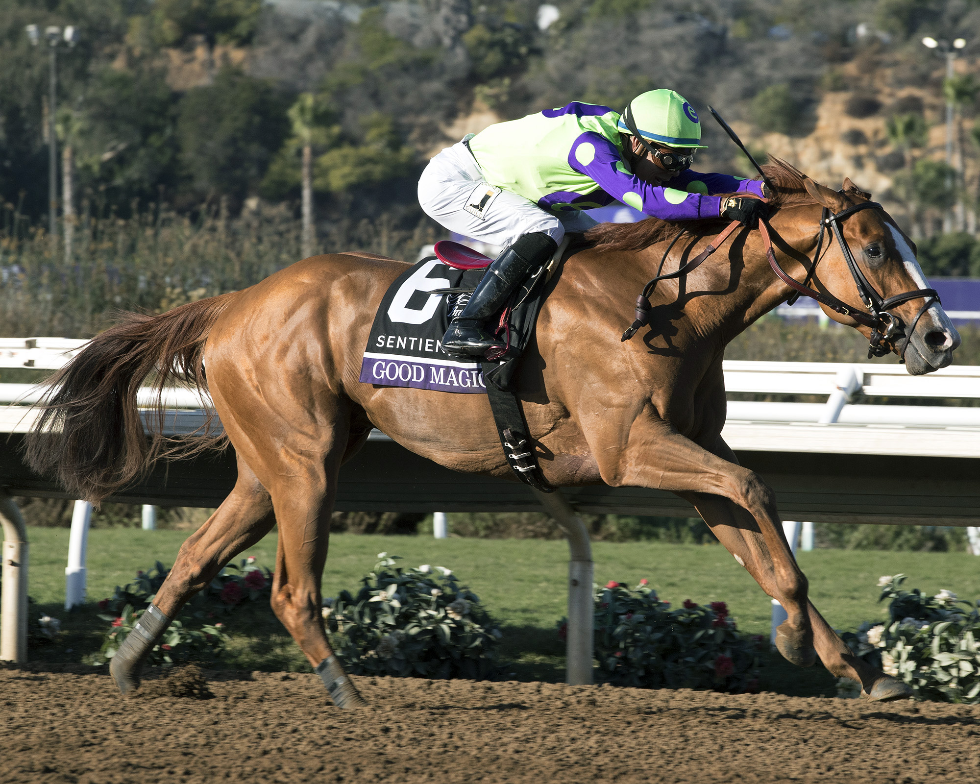 Good Magic wins the 2017 Breeders Cup Juvenile
