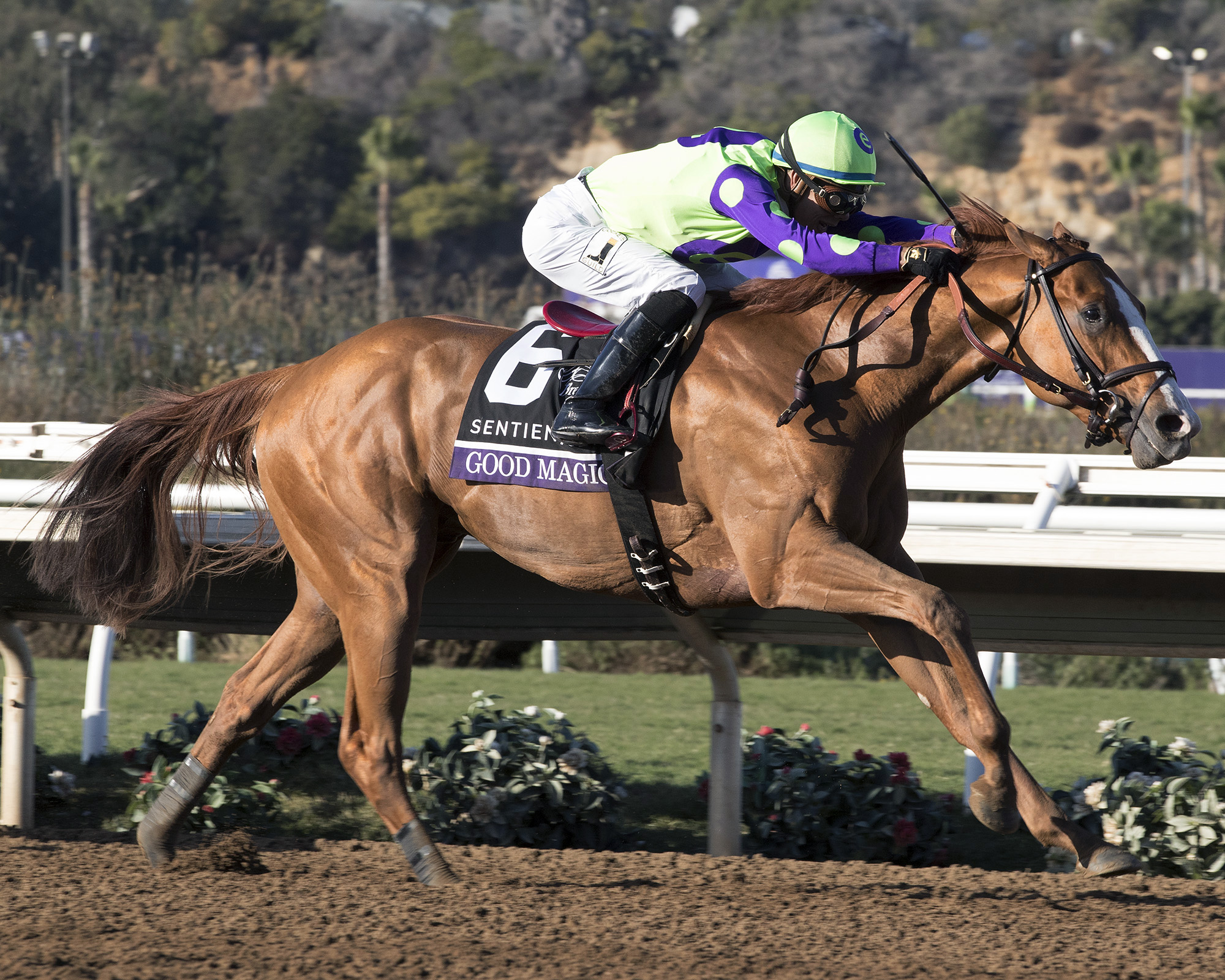 Good Magic wins the 2017 Breeders Cup Juvenile
