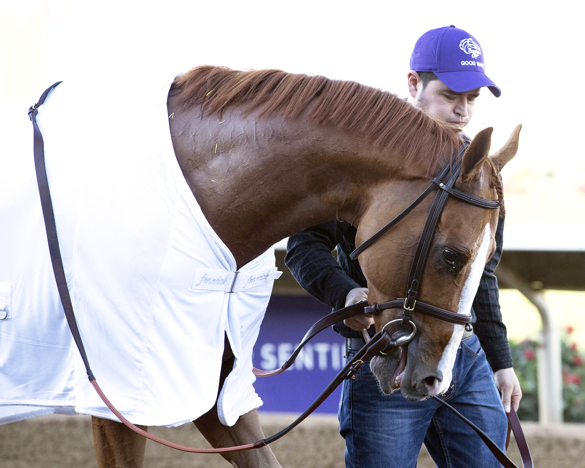 Good Magic at the Breeders Cup