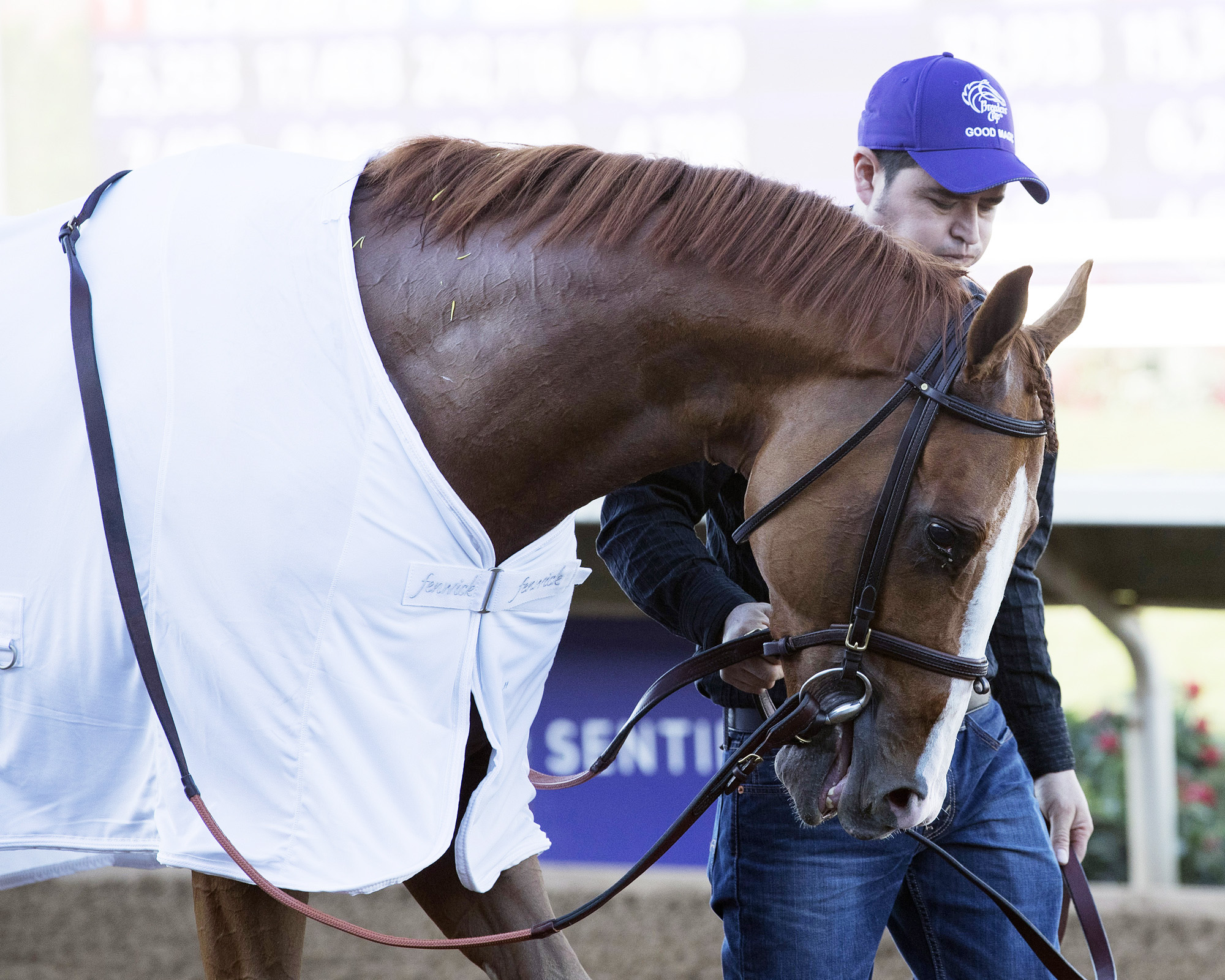Good Magic at the Breeders Cup