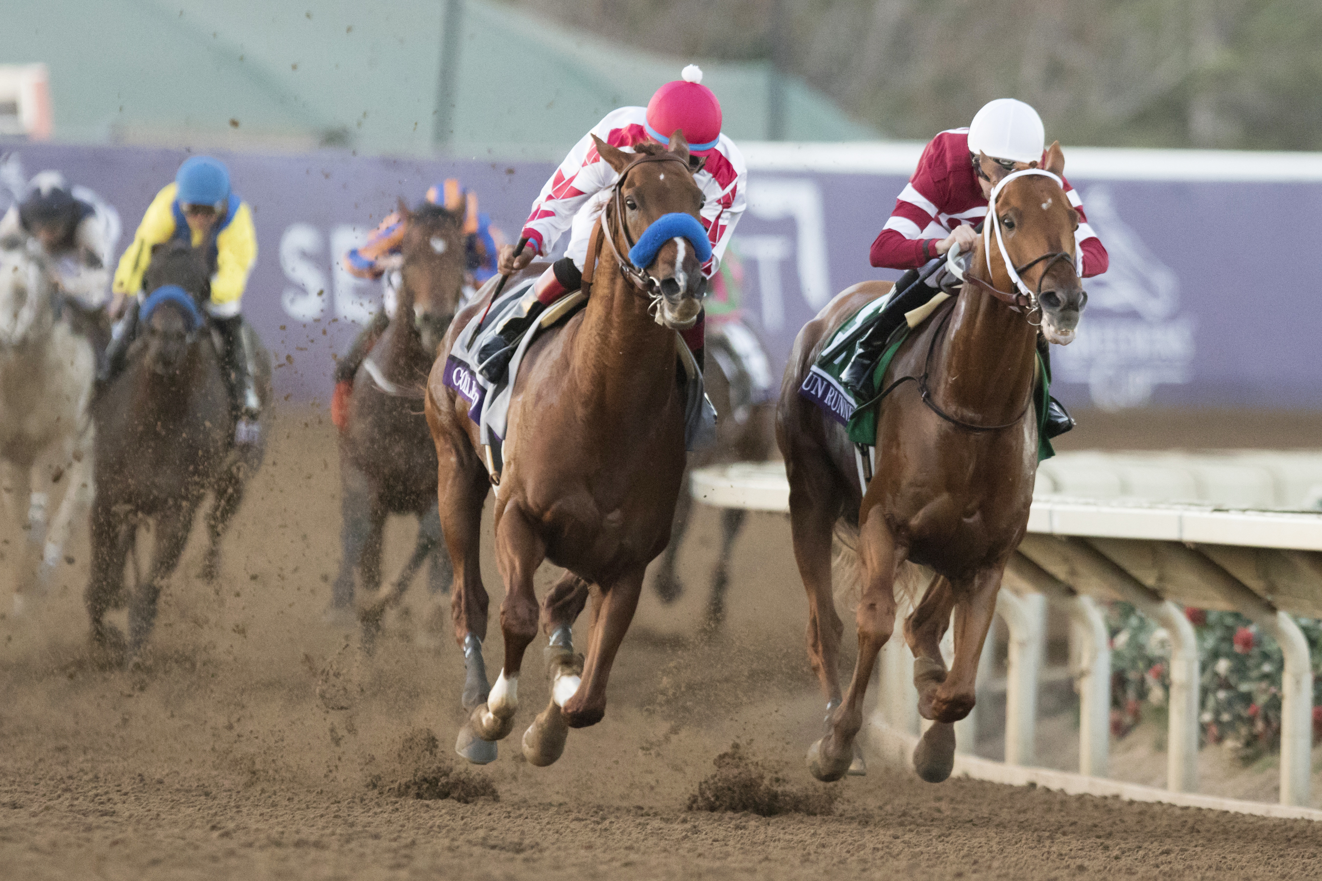 Collected finishes second in the Breeders Cup Classic