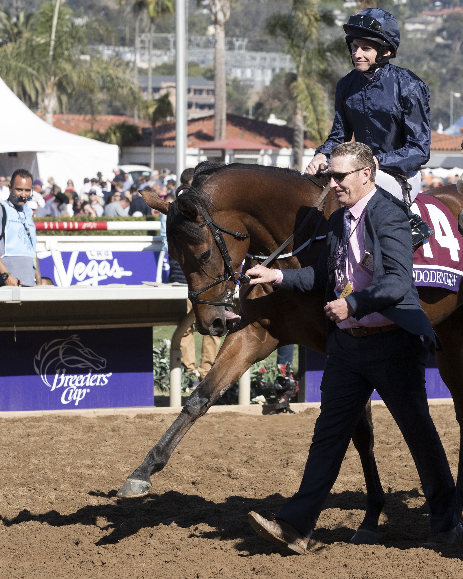 Rhododendron at the 2017 Breeders' Cup