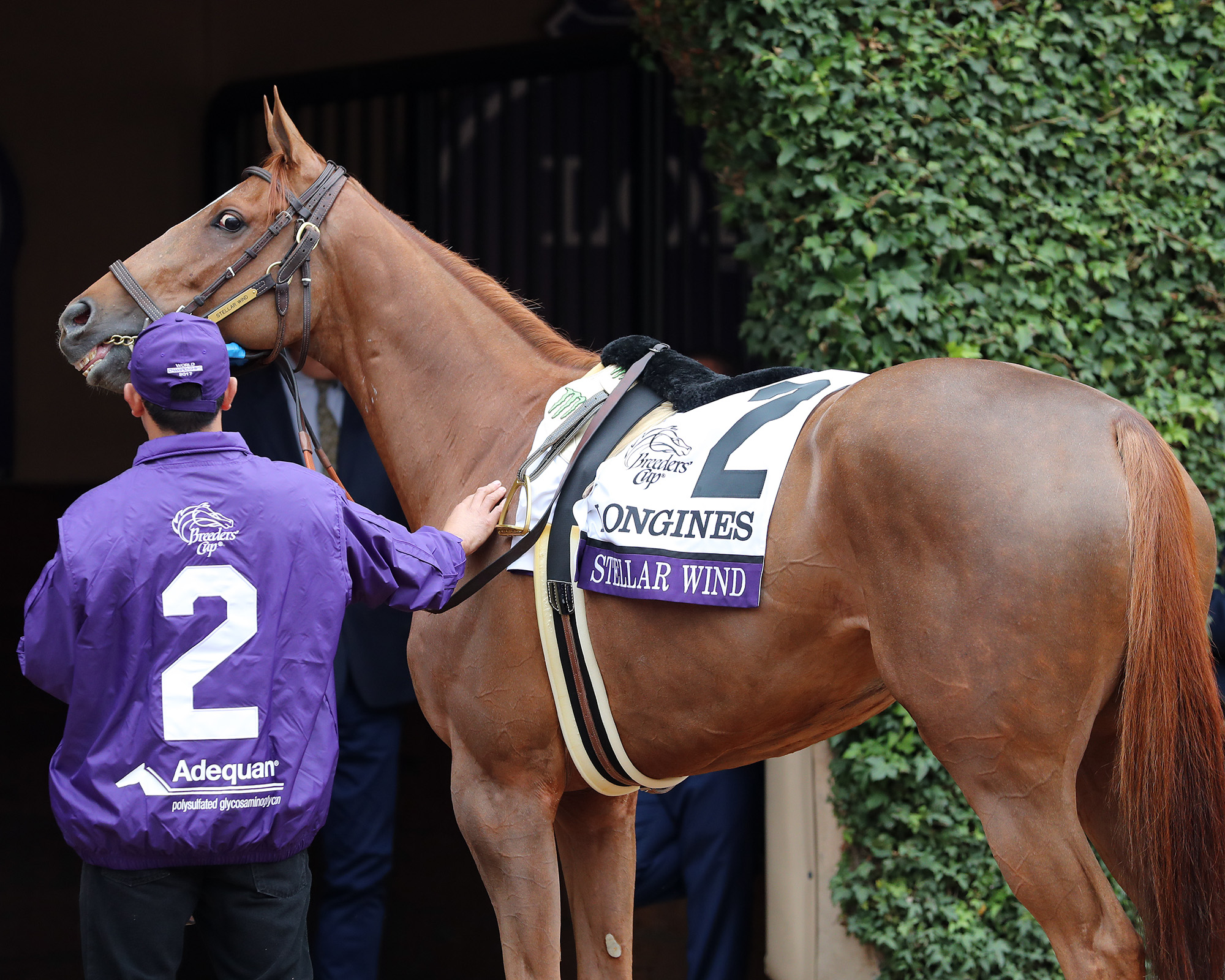 Stellar Wind at the 2017 Breeders Cup