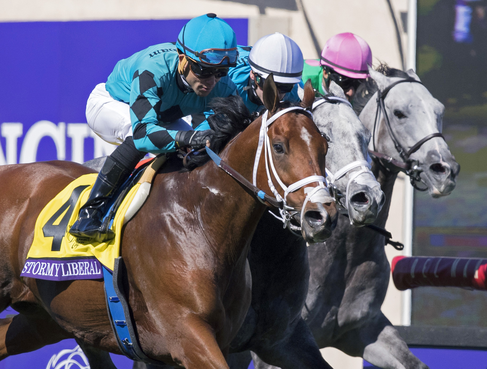 Stormy Liberal wins the 2017 Breeders Cup Turf Sprint