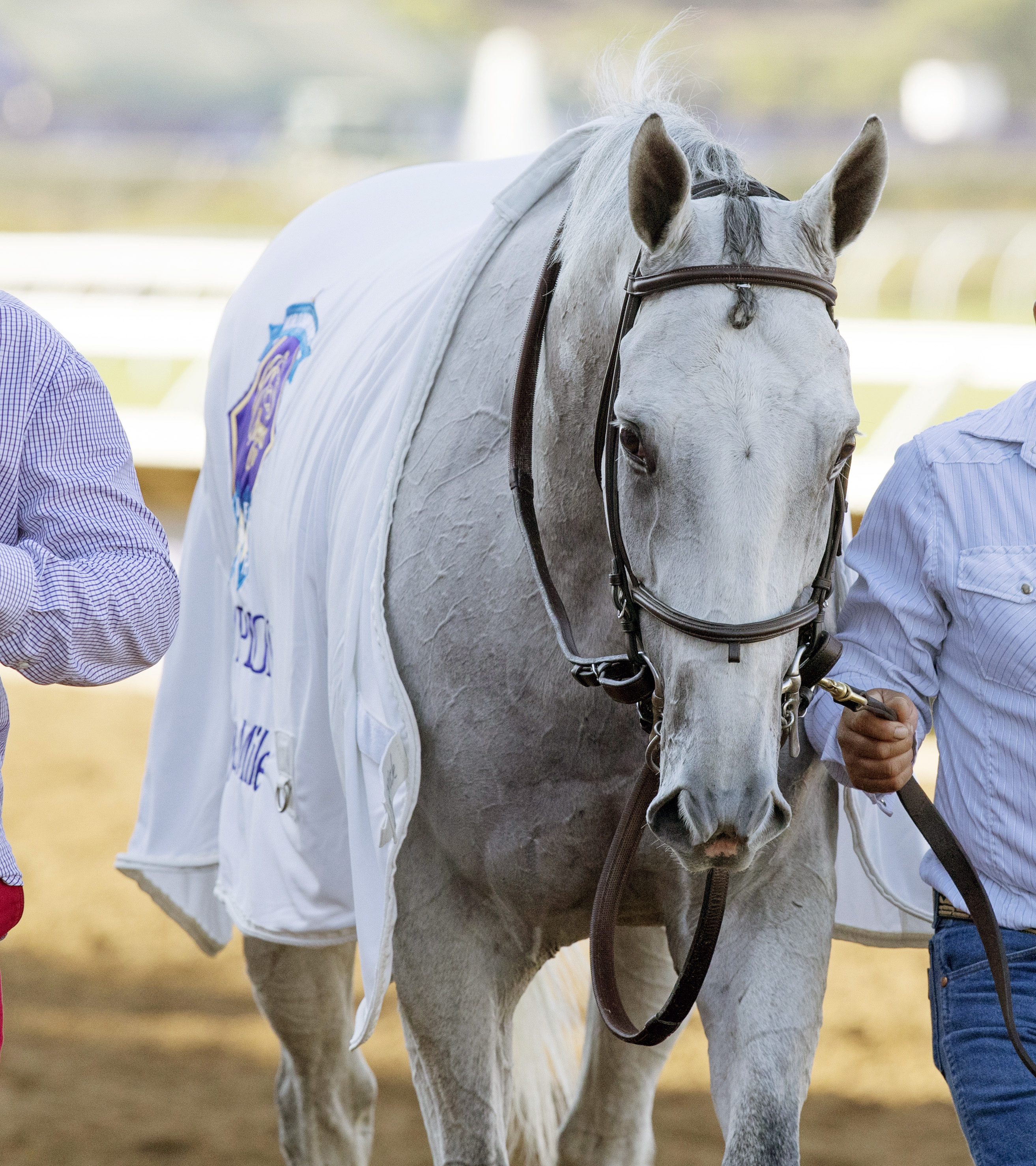 World Approval at the Breeders Cup