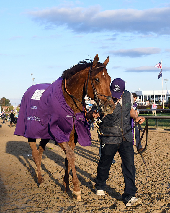 Accelerate at the Breeders Cup