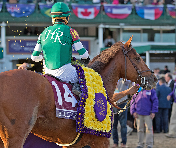 Accelerate after winning the Breeders Cup Classic
