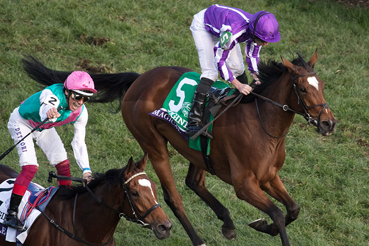 Magical (No. 5) finishes second in the 2018 Breeders Cup Turf at Churchill Downs