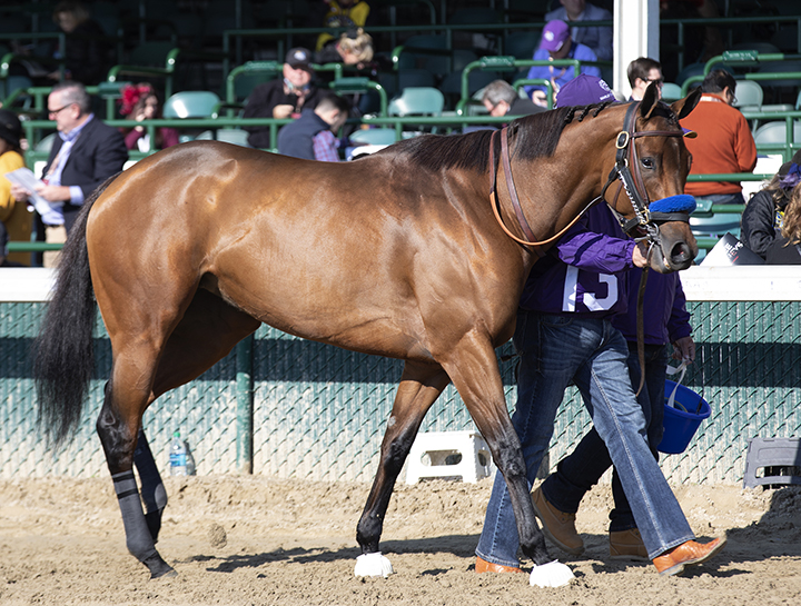Marley-s Freedom at the Breeders Cup on Nov. 3