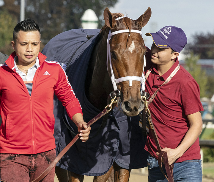 Monomoy Girl after the Breeders Cup Distaff