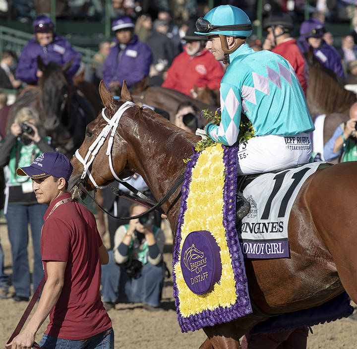 Monomoy Girl after the Breeders Cup Distaff