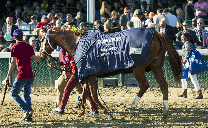 Monomoy Girl after the Breeders Cup Distaff