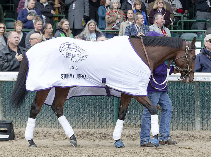 Stormy Liberal at the 2018 Breeders' Cup