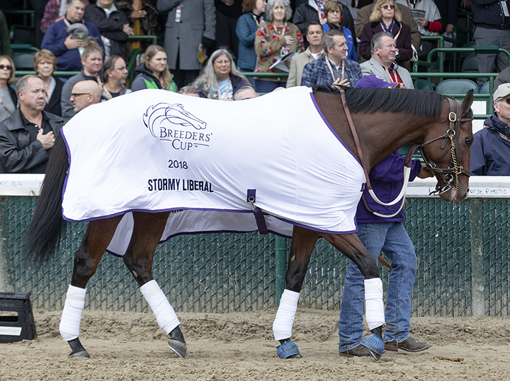 Stormy Liberal at the 2018 Breeders' Cup