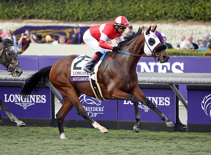 Acclimate finishes ninth in the Breeders Cup Turf at Santa Anita Park